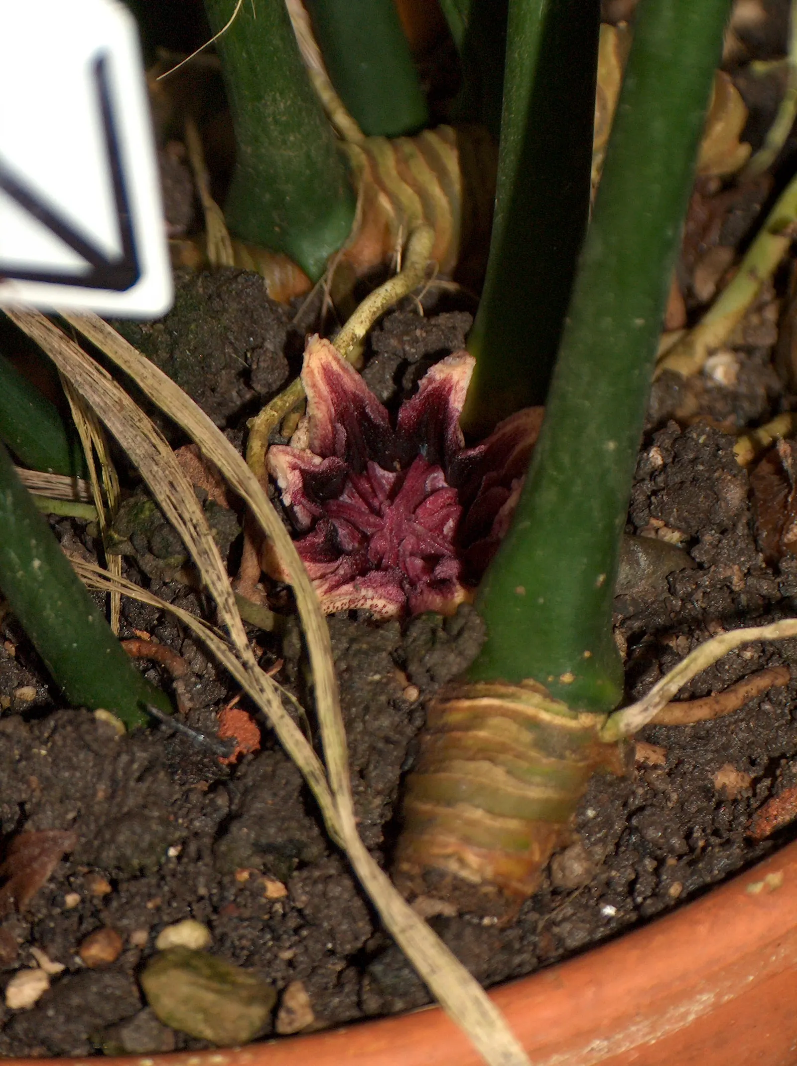 Cast Iron Plant (Aspidistra Elatior) — making it ideal for understory fill where other plants may falter; its robust nature resists pests