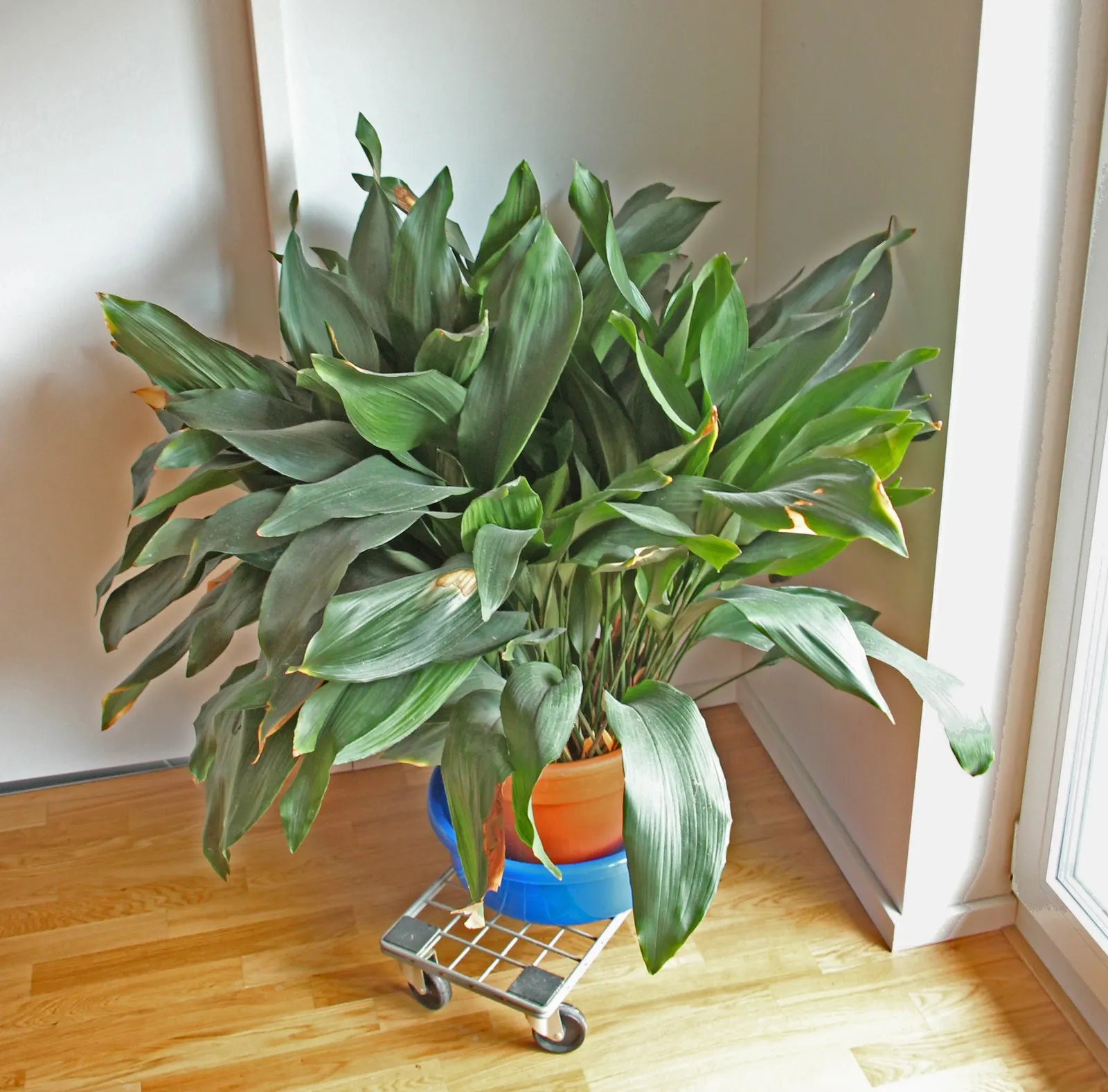 Cast Iron Plant (Aspidistra Elatior) — this perennial showcases glossy; preferring shade to partial shade exposure