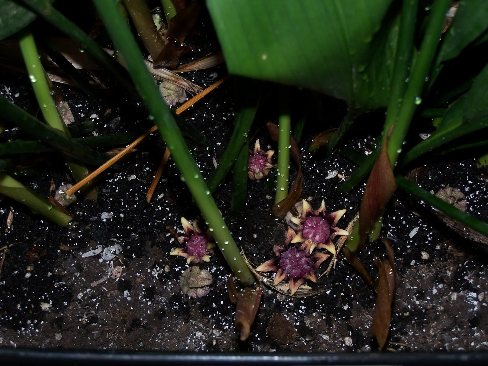 Cast Iron Plant (Aspidistra Elatior) — Minimal maintenance is required, suiting both professional landscapes and clients seeking low-effort greenery, image 34