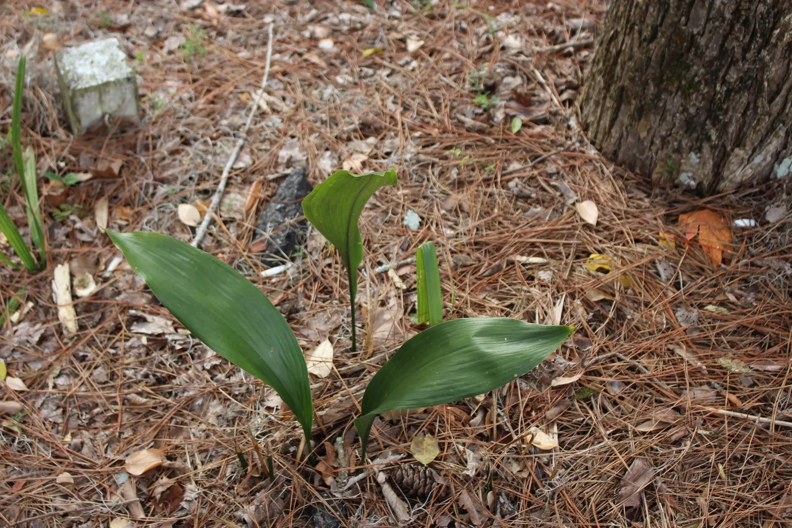 Cast Iron Plant (Aspidistra Elatior) — Aspidistra elatior thrives in USDA zones 7 to 10; preferring shade to partial shade exposure