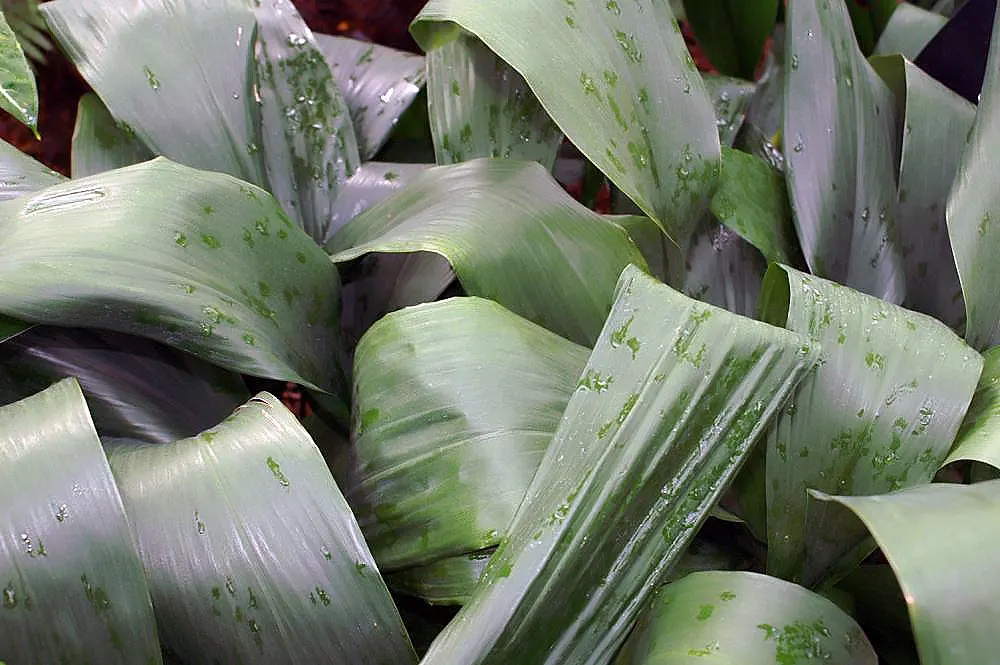 Cast Iron Plant (Aspidistra Elatior) — Minimal maintenance is required, suiting both professional landscapes and clients seeking low-effort greenery
