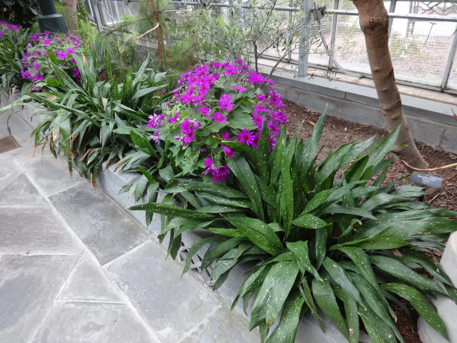 Cast Iron Plant (Aspidistra Elatior) — allowing it to form dense clusters that can stretch up to 2 feet wide; its robust nature resists pests