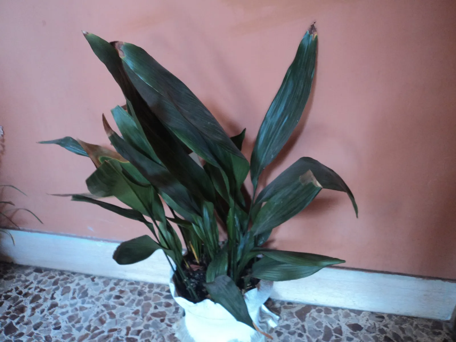 Cast Iron Plant (Aspidistra Elatior) — offering year-round interest.<br><br>The Cast Iron Plant boasts a clumping growth habit; this slow-growing nature makes