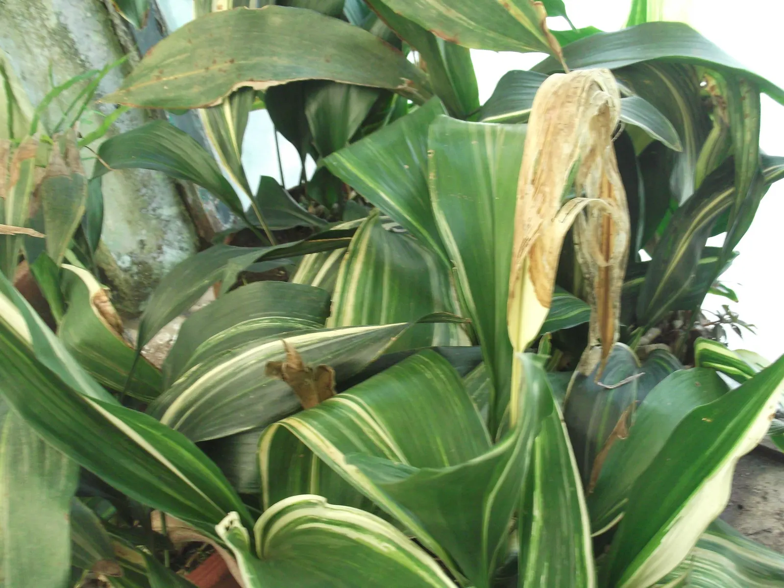 Cast Iron Plant (Aspidistra Elatior) — indicative of its drought tolerance