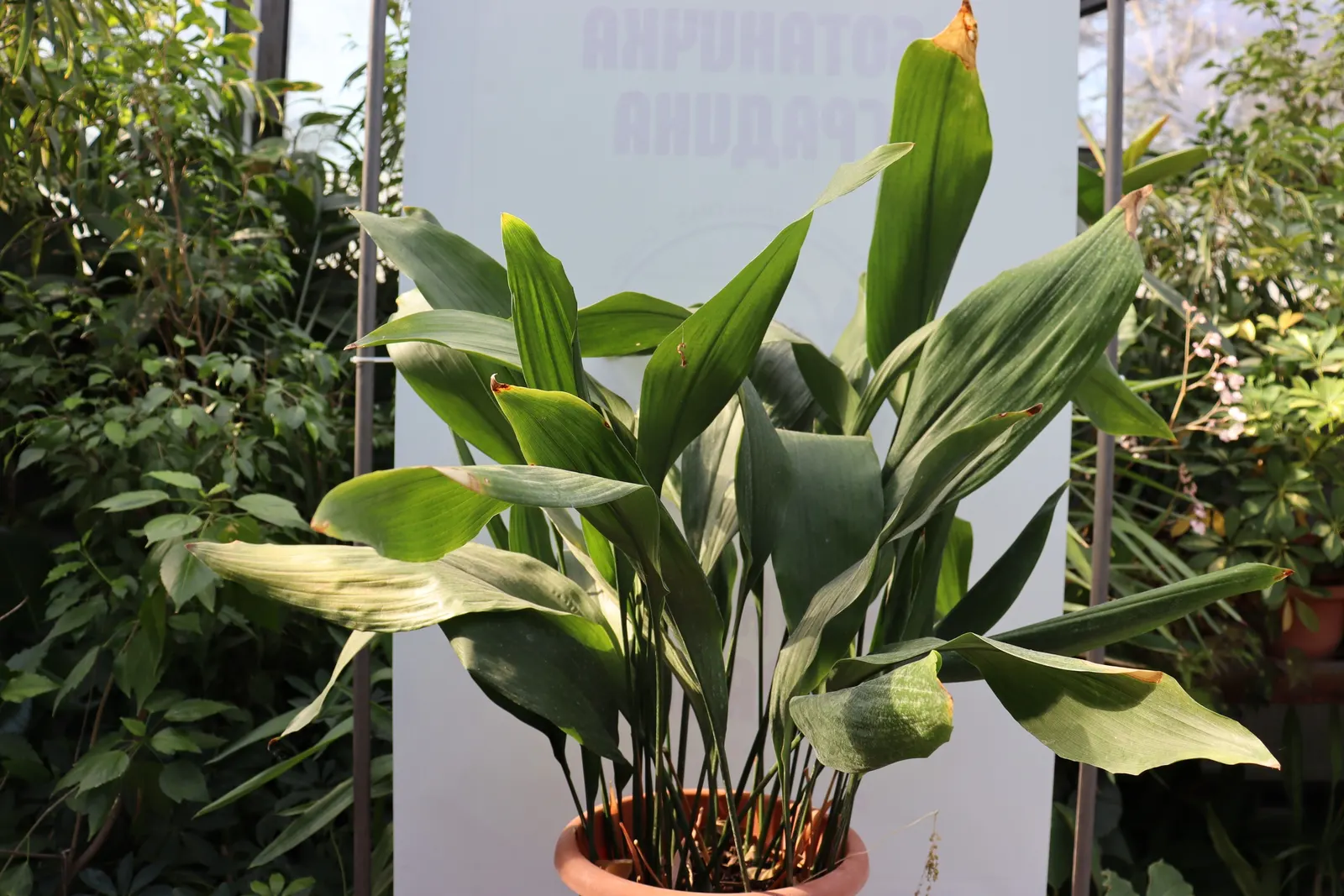 Cast Iron Plant (Aspidistra Elatior) — The Cast Iron Plant's dark green foliage contributes a lush