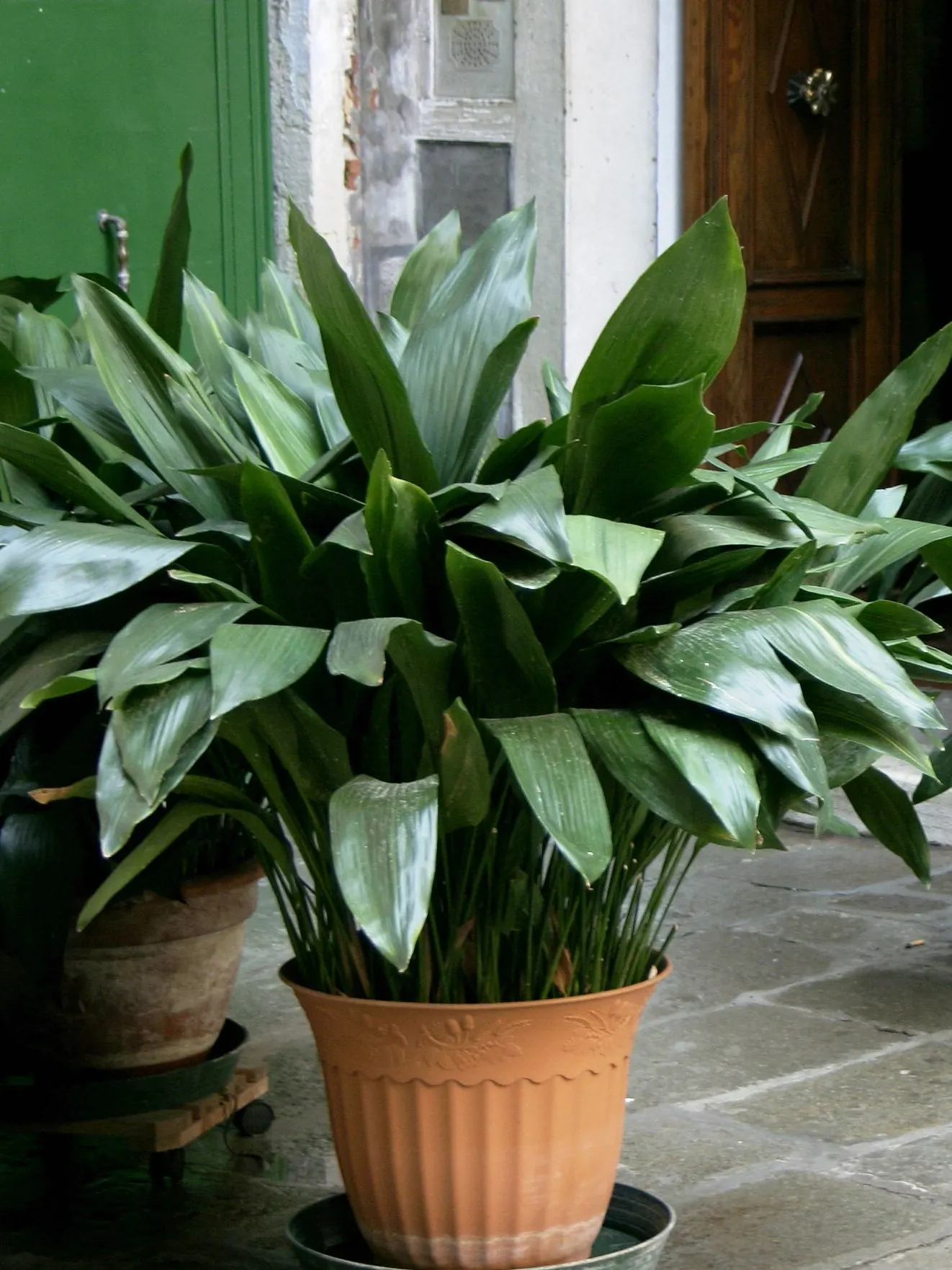 Cast Iron Plant (Aspidistra Elatior) — Its robust nature resists pests; ensuring that it remains a steadfast component of your client's garden for years to come