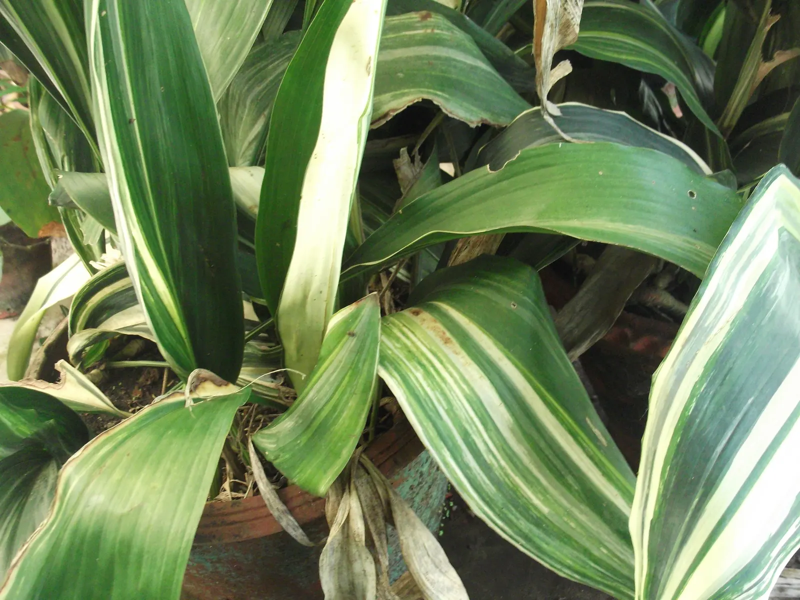 Cast Iron Plant (Aspidistra Elatior) — tropical effect to landscape designs; its robust nature resists pests