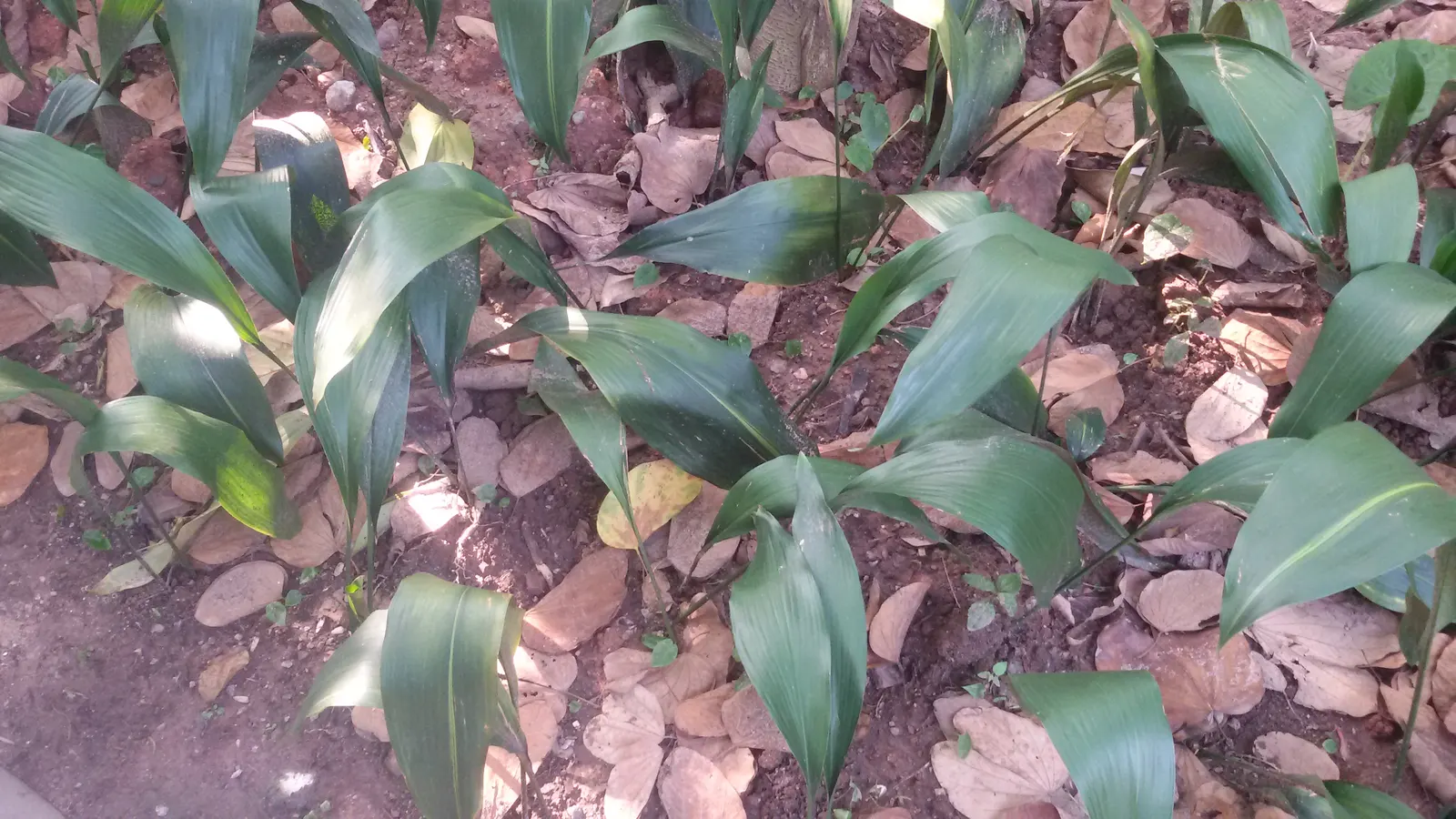 Cast Iron Plant (Aspidistra Elatior) — tropical effect to landscape designs