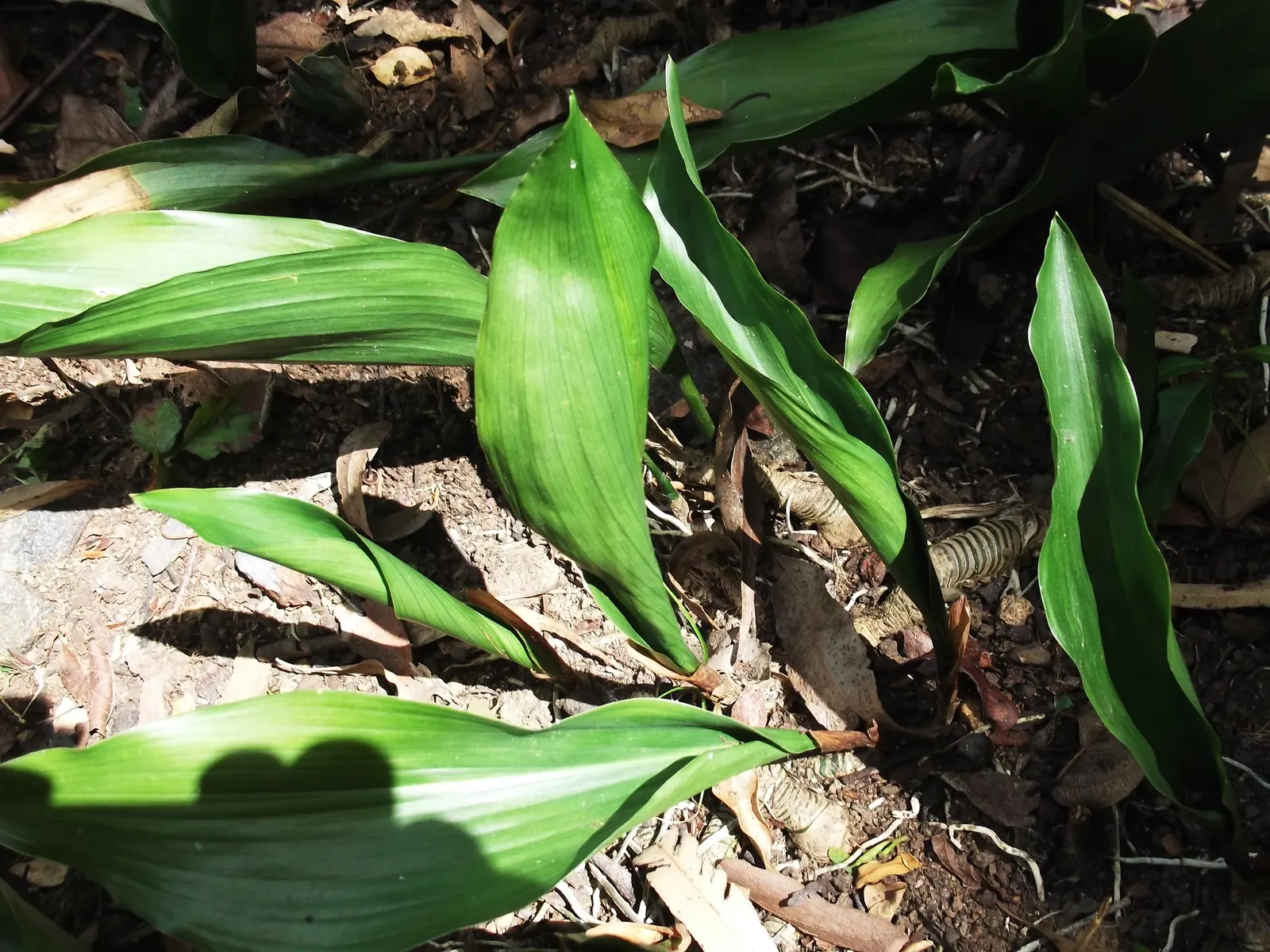 Cast Iron Plant (Aspidistra Elatior) — preferring shade to partial shade exposure; this slow-growing nature makes it easy to manage and ideal for novice