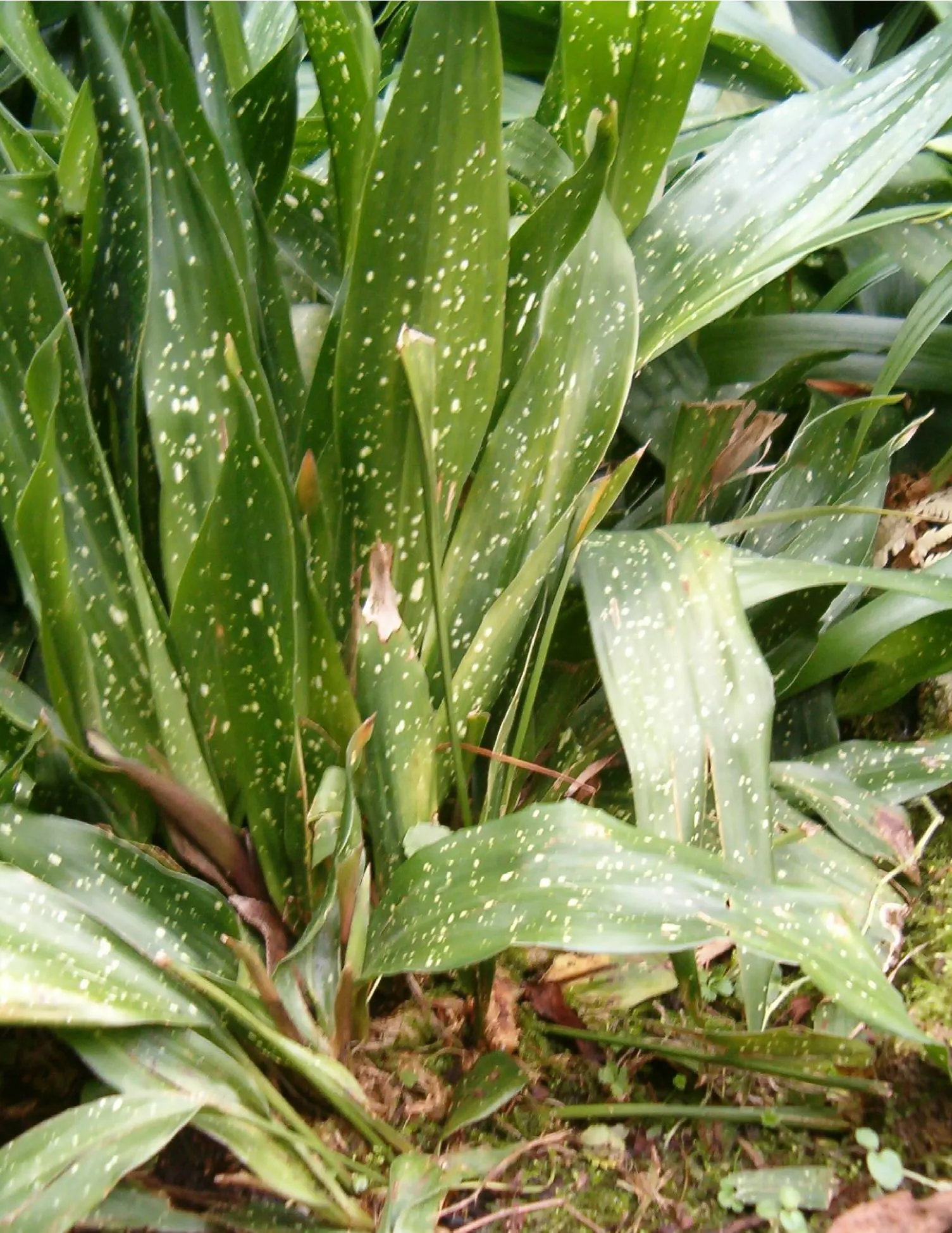 Cast Iron Plant (Aspidistra Elatior) — and requires only sporadic trimming to remove any browned leaves.<br><br>For the landscape designer