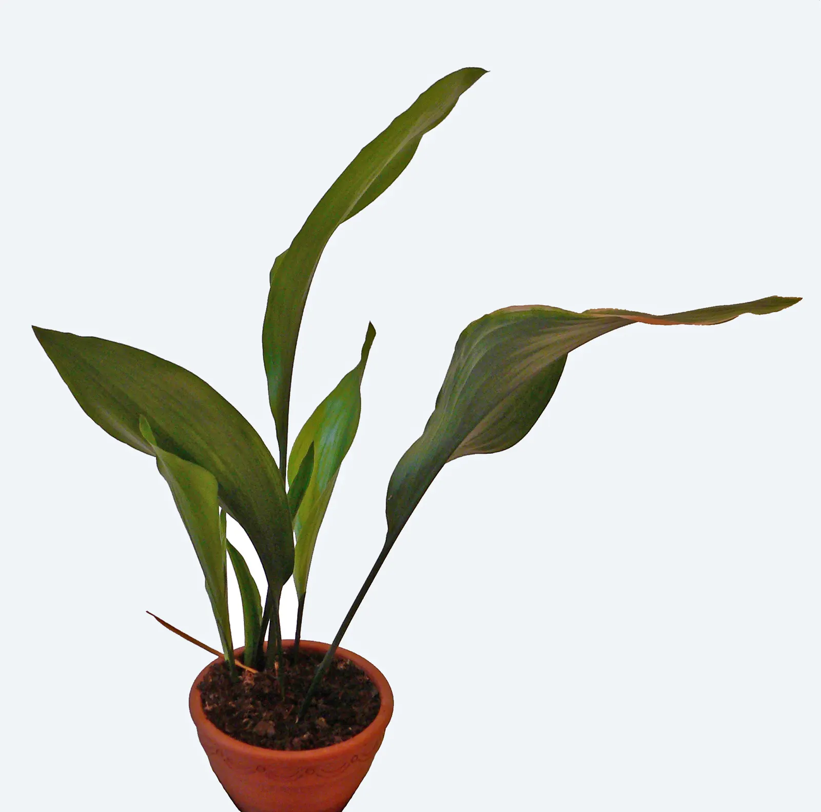 Cast Iron Plant (Aspidistra Elatior) — This slow-growing nature makes it easy to manage and ideal for novice gardeners
