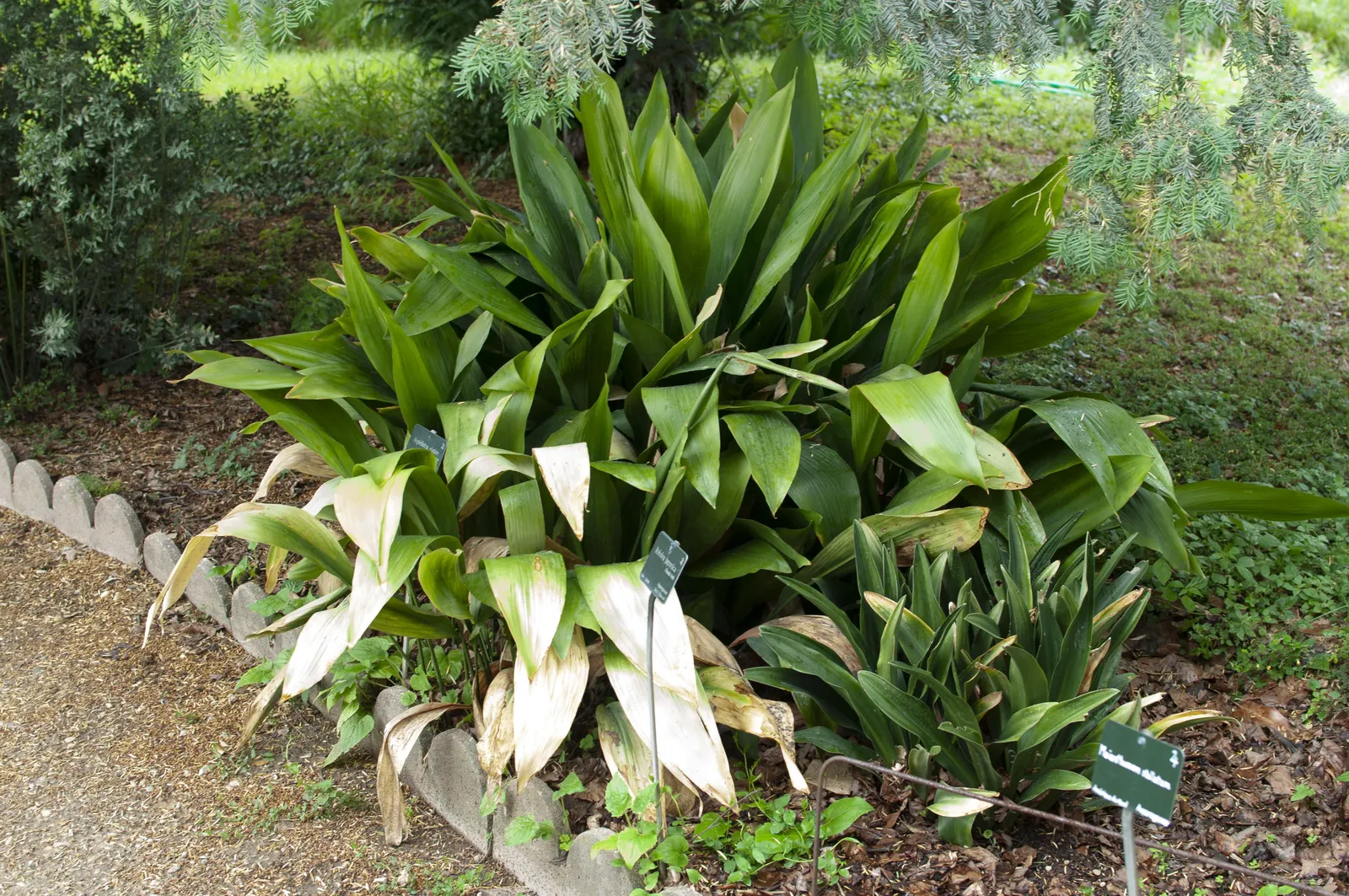 Cast Iron Plant (Aspidistra Elatior) — lance-shaped leaves that rise from the soil and can reach an impressive length of 18 to 24 inches; ensuring that it