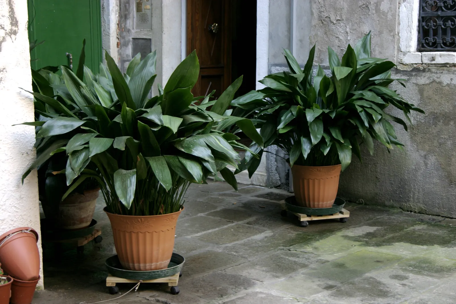 Cast Iron Plant (Aspidistra Elatior) — with a width of 4 to 6 inches.<br><br>Native to Japan and Taiwan