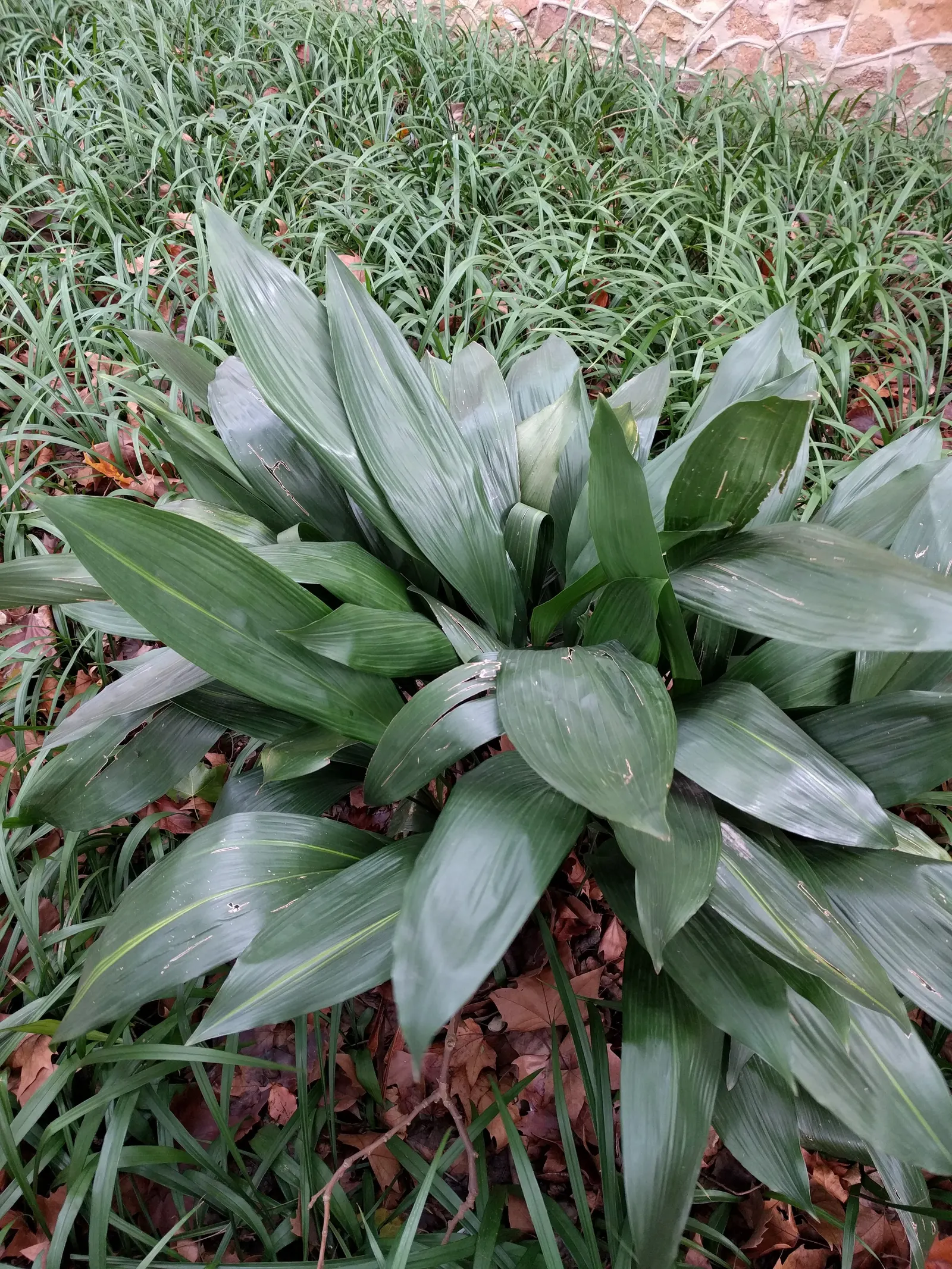 Cast Iron Plant (Aspidistra Elatior) — making it ideal for understory fill where other plants may falter