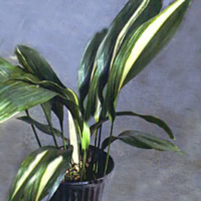 Cast Iron Plant (Aspidistra Elatior) — lance-shaped leaves that rise from the soil and can reach an impressive length of 18 to 24 inches