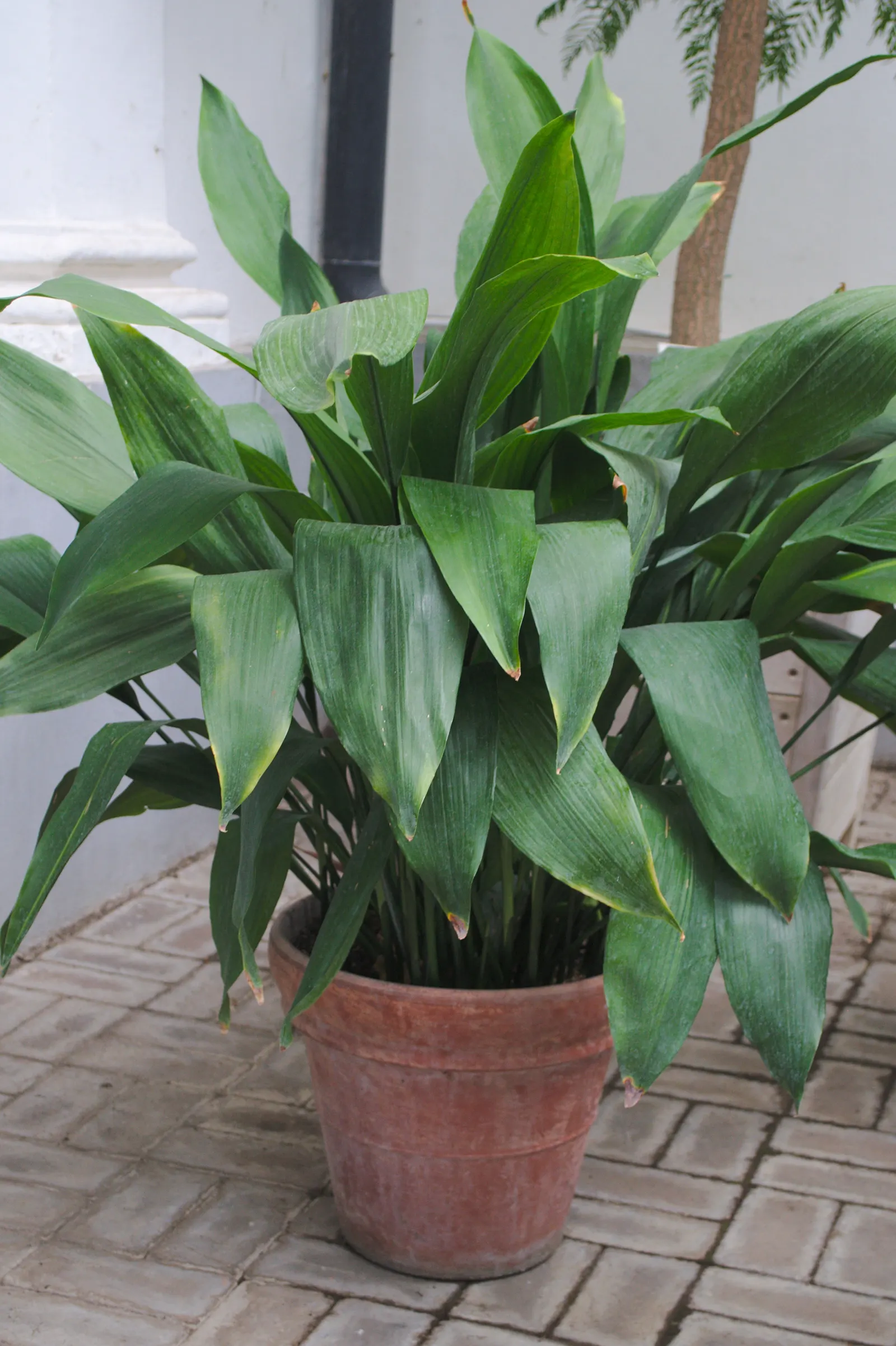 Cast Iron Plant (Aspidistra Elatior) — making it a valuable addition to low-light garden areas where other plants may falter
