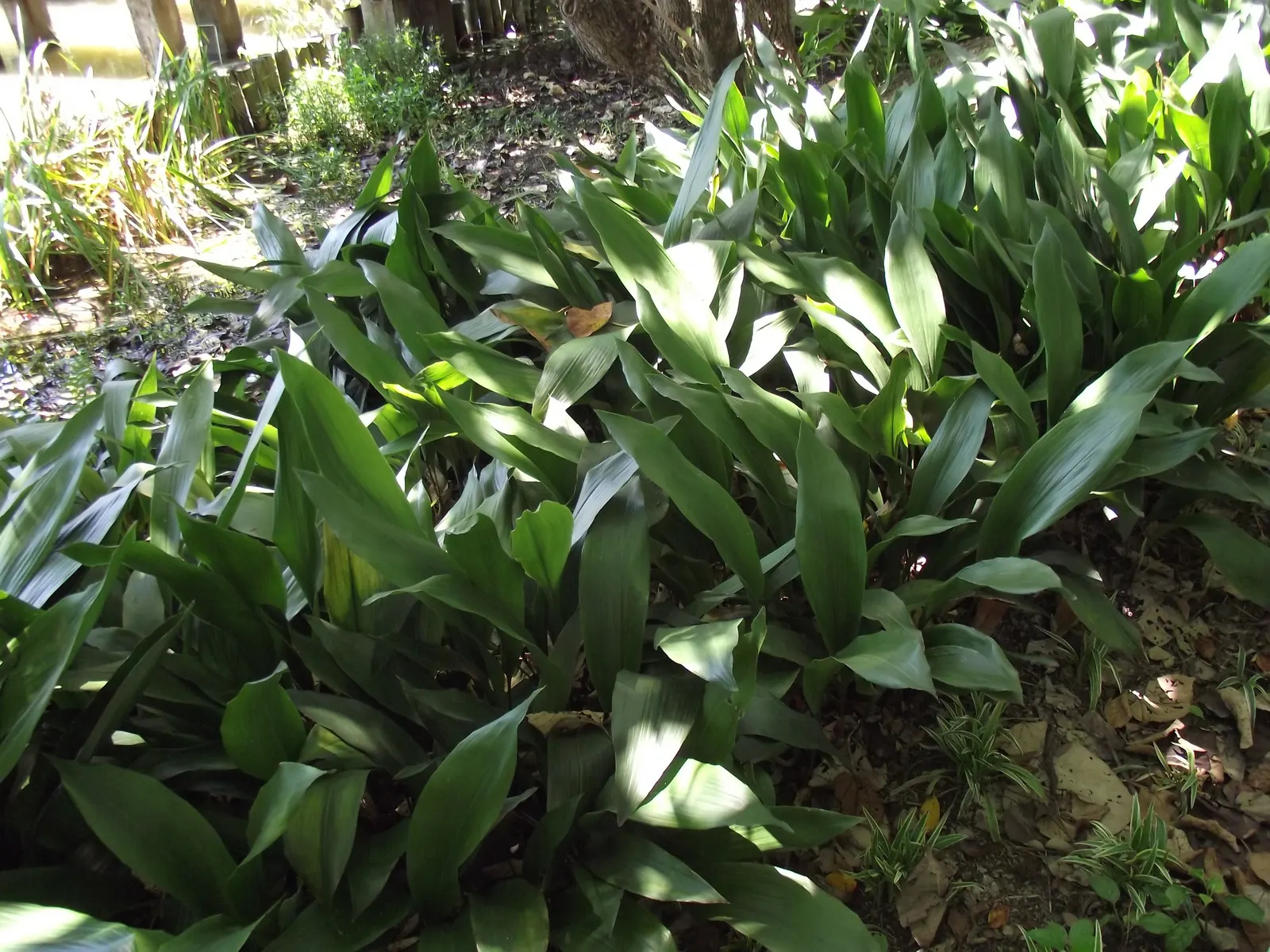 Cast Iron Plant (Aspidistra Elatior) — the Aspidistra elatior offers both aesthetic appeal and reliability