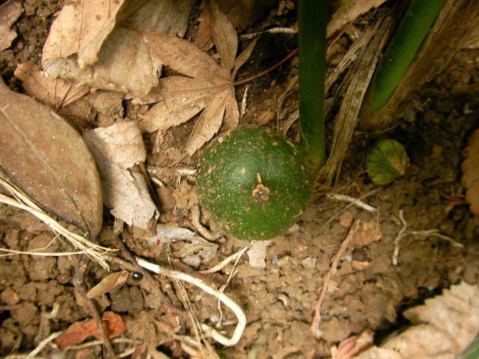 Cast Iron Plant (Aspidistra Elatior) — with its rhizomes slowly spreading underground