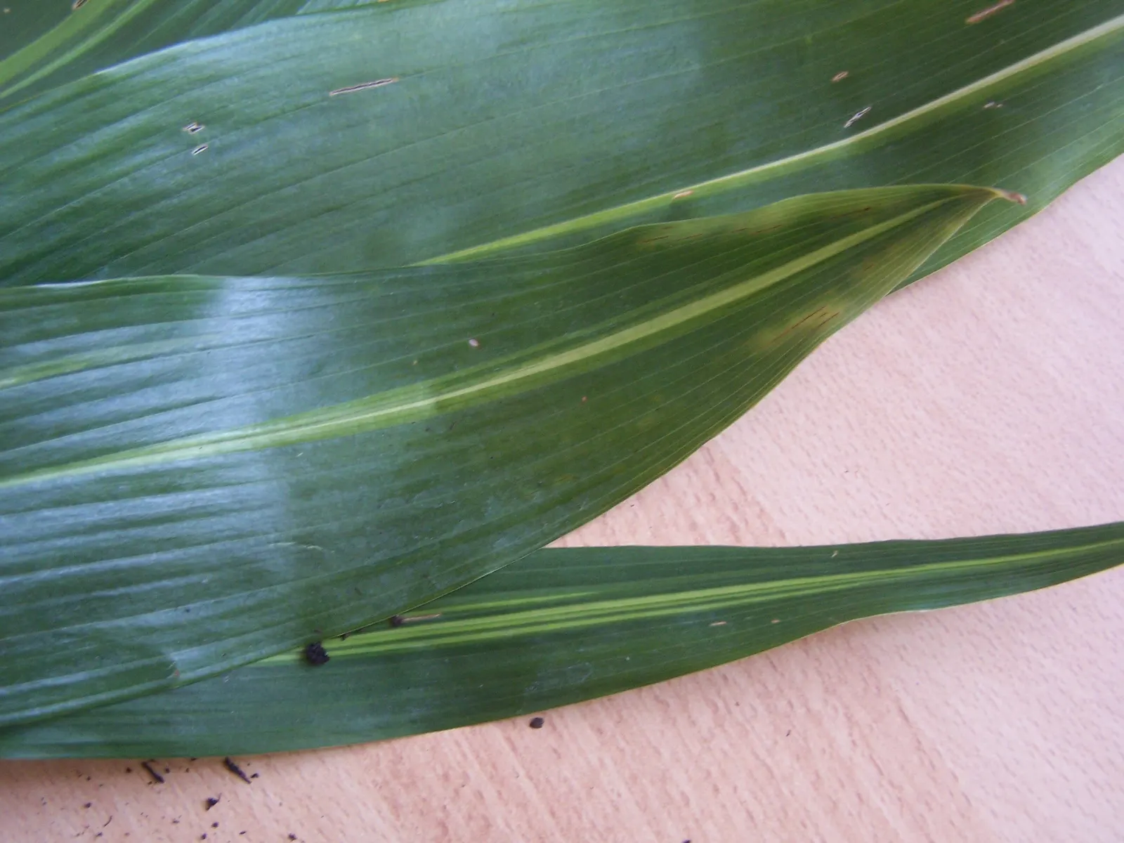 Cast Iron Plant (Aspidistra Elatior) — and it acts as a strong foundational plant