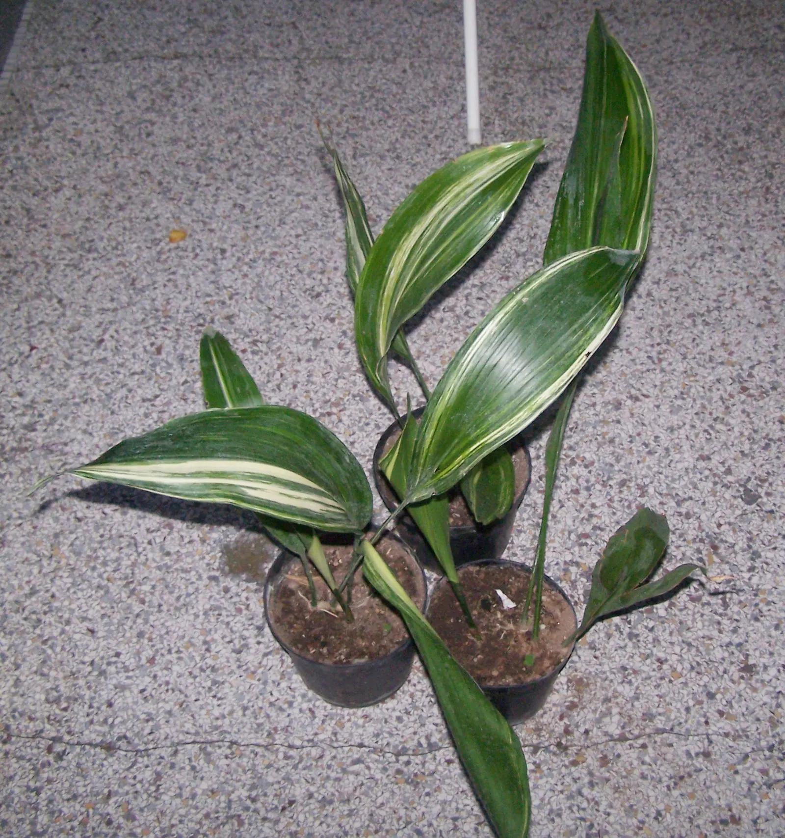 Cast Iron Plant (Aspidistra Elatior) — preferring shade to partial shade exposure