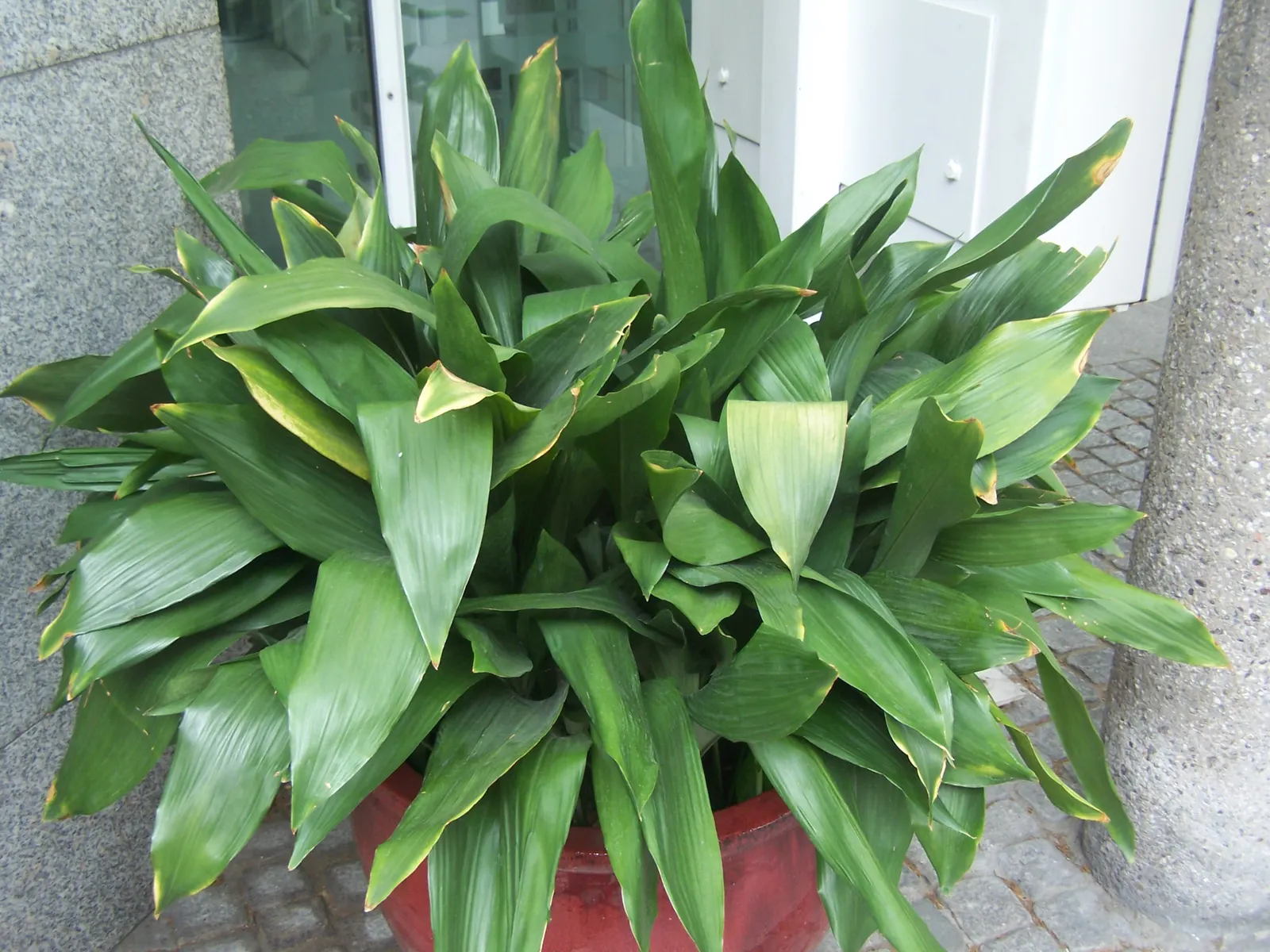 Cast Iron Plant (Aspidistra Elatior) — Its robust nature resists pests