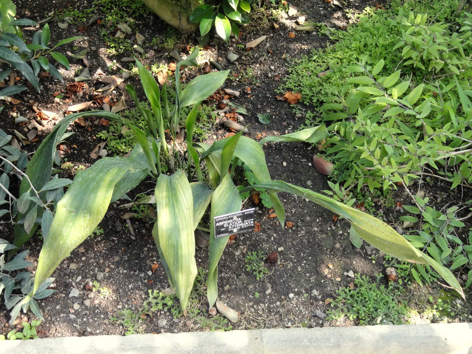 Cast Iron Plant (Aspidistra Elatior) — this perennial showcases glossy