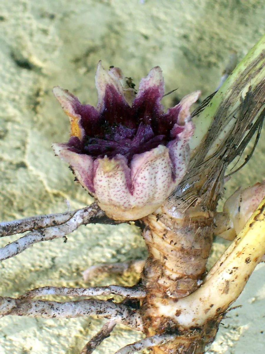 Cast Iron Plant (Aspidistra Elatior) — offering year-round interest.<br><br>The Cast Iron Plant boasts a clumping growth habit