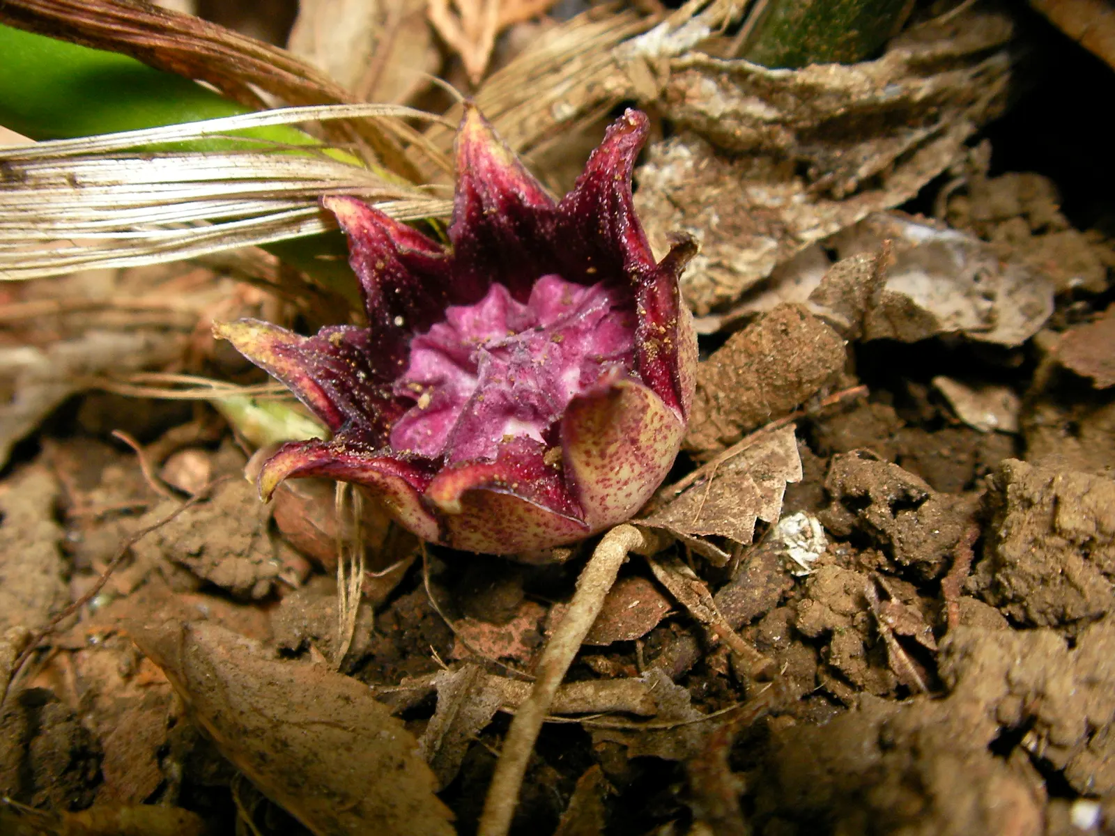 Cast Iron Plant (Aspidistra Elatior) — The Cast Iron Plant (Aspidistra elatior) is revered for its hardiness