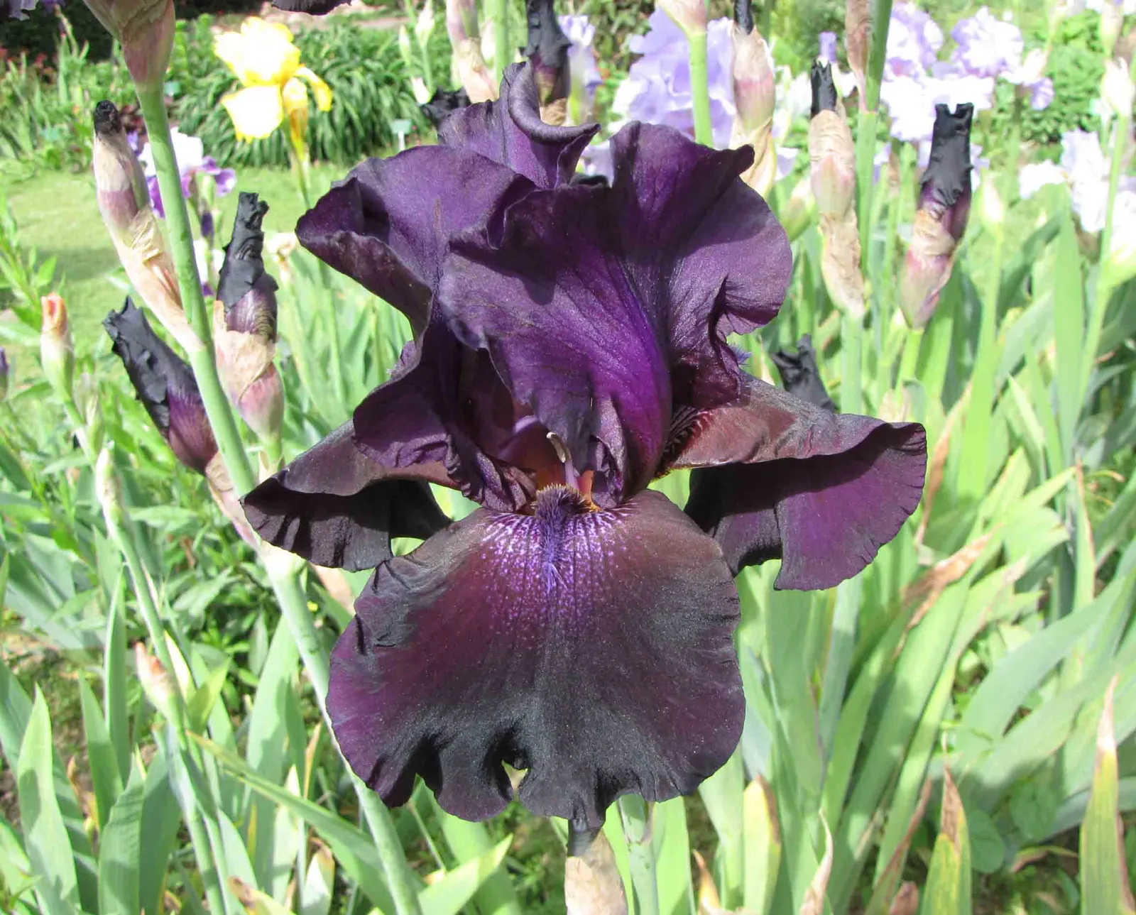 Superstition Reblooming Iris (Iris Germanica 'Superstition') — The Iris germanica 'Superstition' is a striking perennial, brandishing velvety, deep