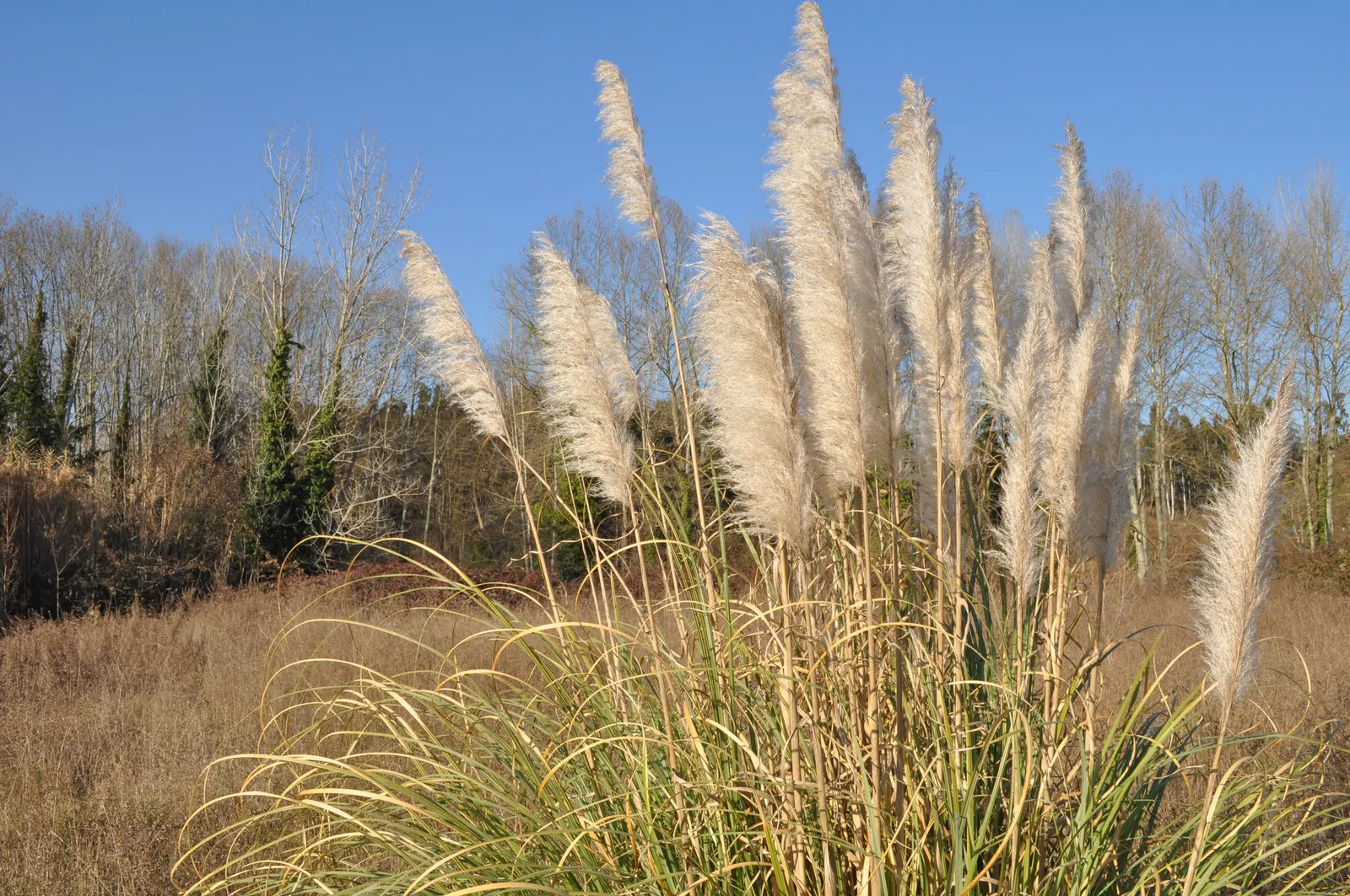 Pampas Grass (Cortaderia Selloana) — Originating from South America, it flourishes in USDA zones 7-11 and prefers full sun exposure; feathery, image 55