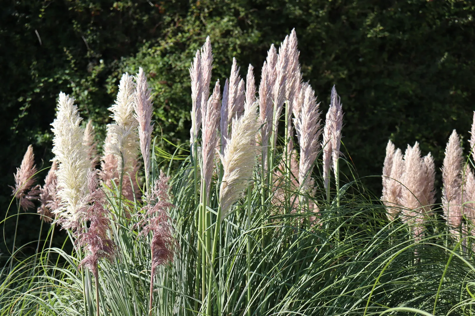 Pampas Grass (Cortaderia Selloana) — grass for full or half
