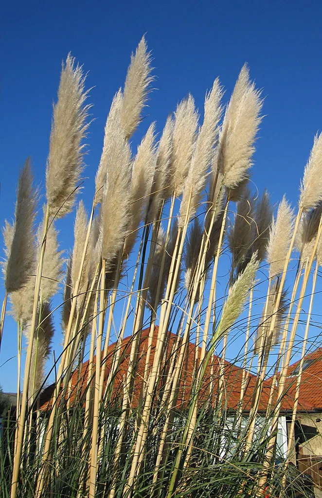 Pampas Grass (Cortaderia Selloana) — it is relatively low-maintenance