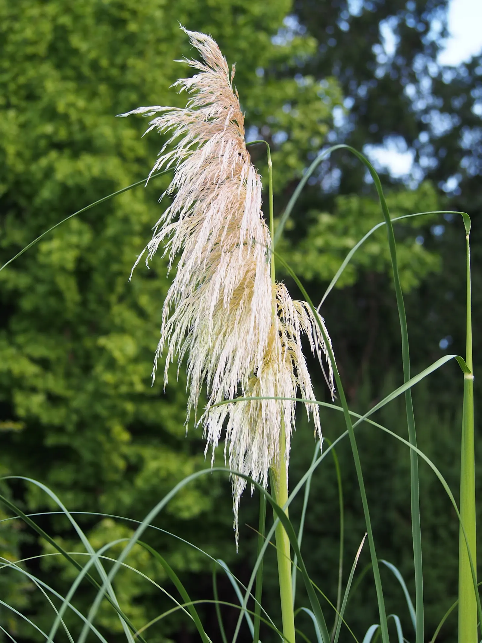 Pampas Grass (Cortaderia Selloana) — grass with pink and white blooms; pampas Grass is known for its show-stopping, image 91