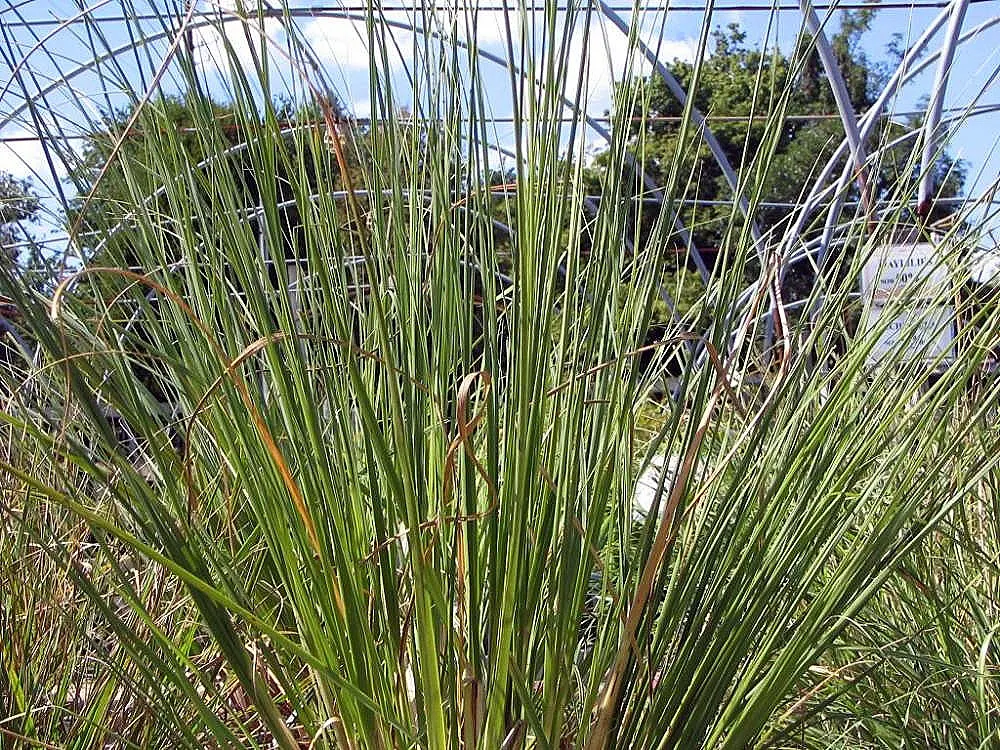 Pampas Grass (Cortaderia Selloana) — and can thrive on minimal care; tall perennial that can serve as a stunning focal point or a natural privacy, image 64