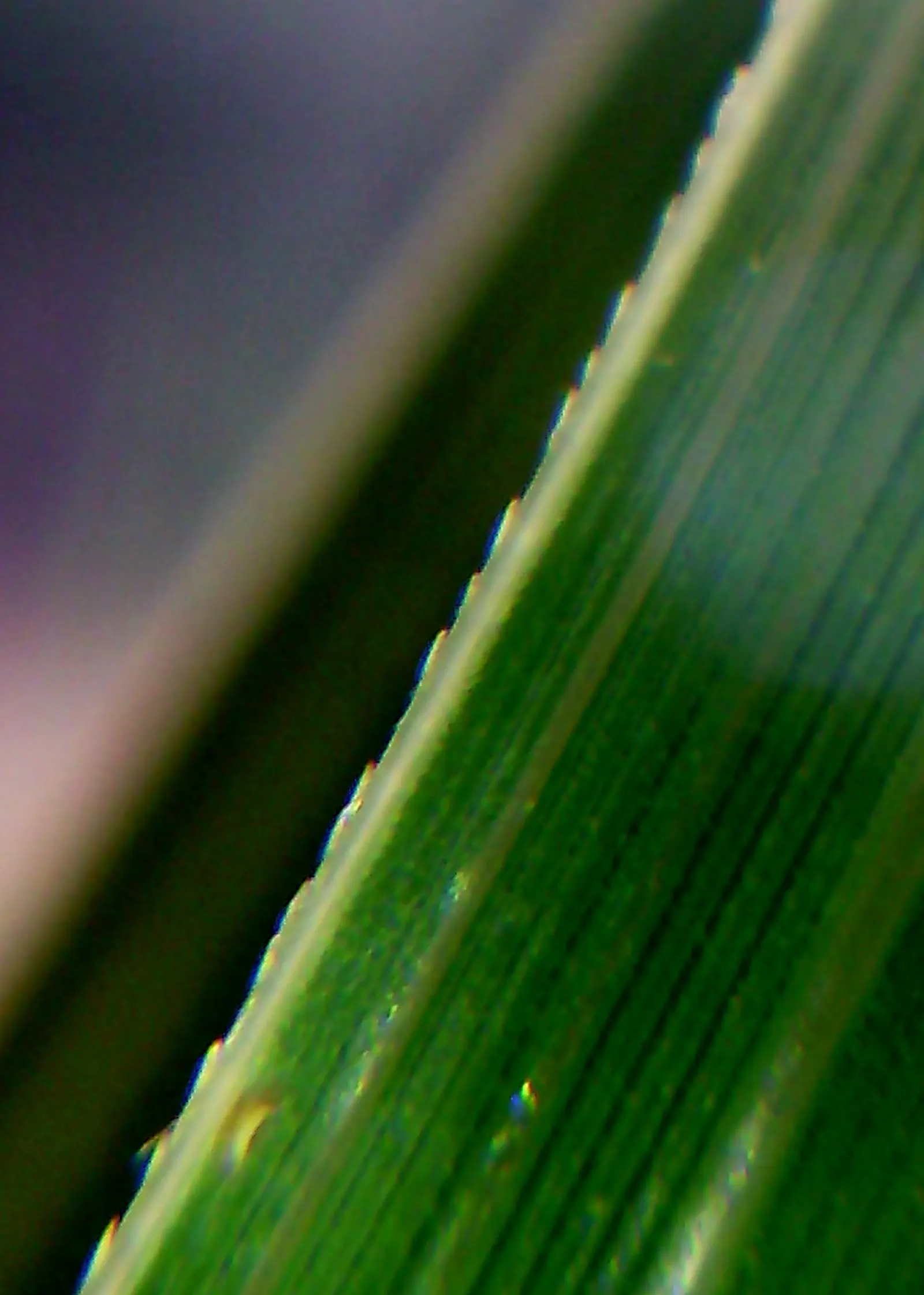 Pampas Grass (Cortaderia Selloana) — blade-like leaves that can measure up to 1 to 3 inches wide and tend to have sharp edges; thus