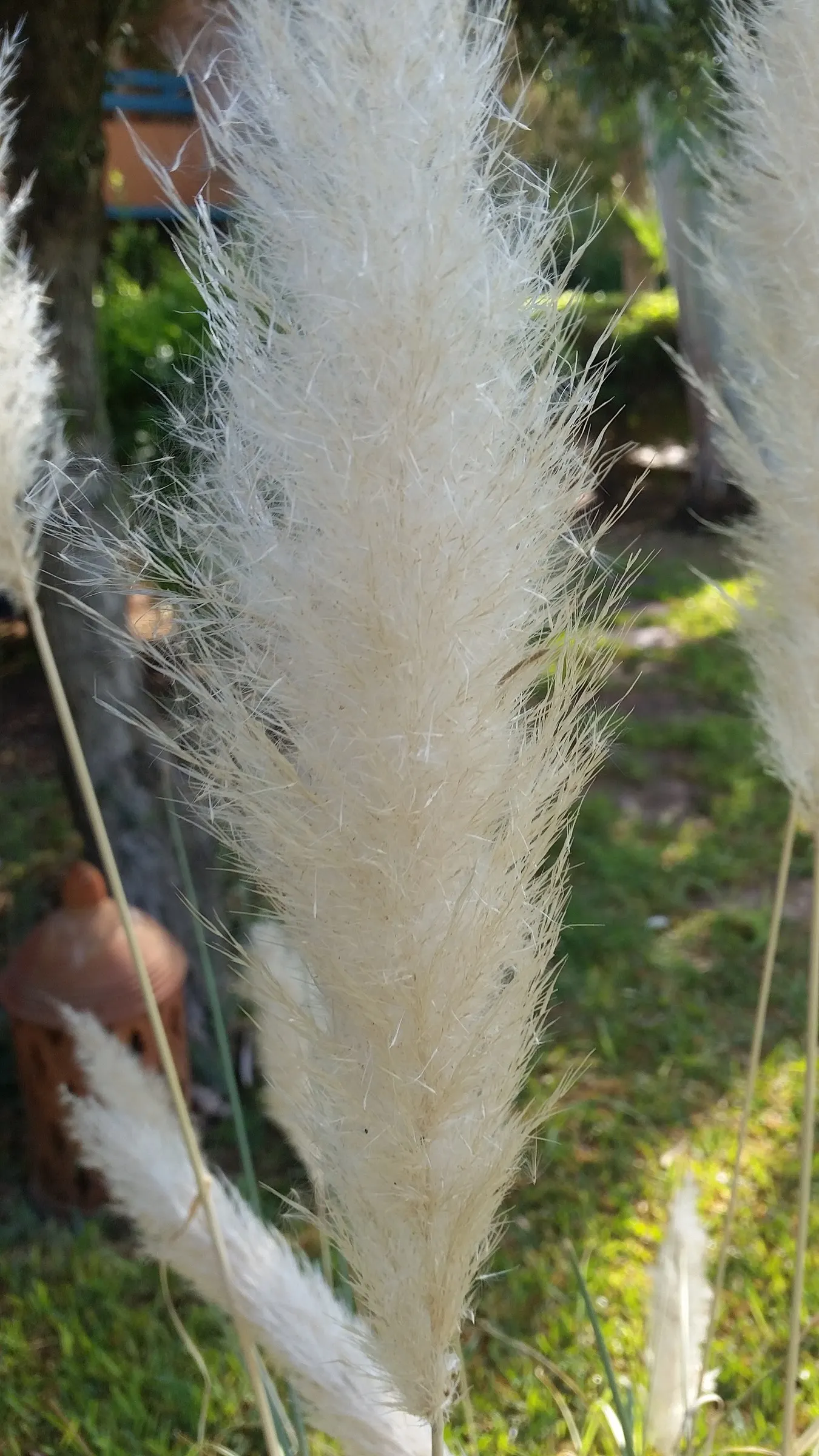 Pampas Grass (Cortaderia Selloana) — Originating from South America, it flourishes in USDA zones 7-11 and prefers full sun exposure; feathery, image 78