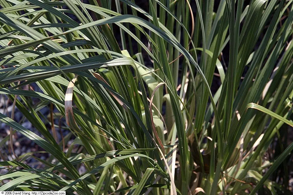 Pampas Grass (Cortaderia Selloana) — feathery plumes which appear in summer and last through winter