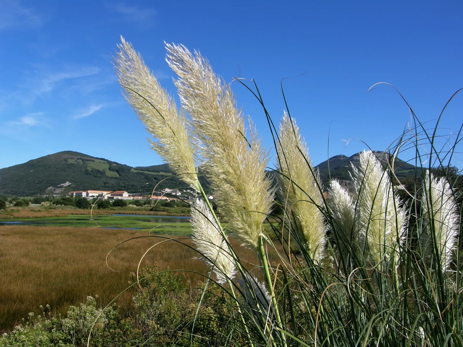 Pampas Grass (Cortaderia Selloana) — annual pruning in late winter is recommended to prepare the plant for new growth and maintain its appearance, image 89