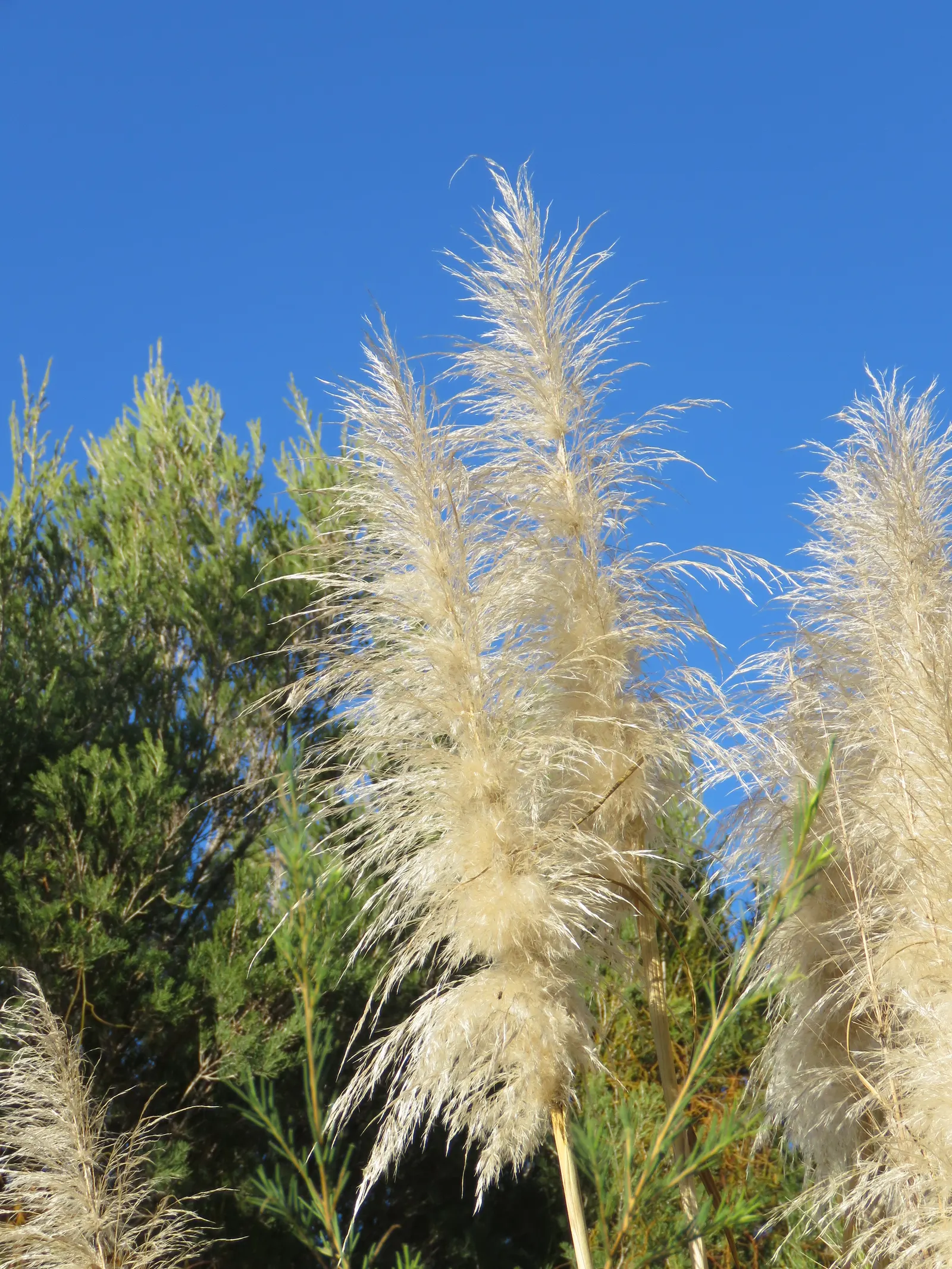 Pampas Grass (Cortaderia Selloana) — tall perennial that can serve as a stunning focal point or a natural privacy barrier in a garden