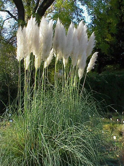 Pampas Grass (Cortaderia Selloana) — Pampas Grass is often used as a screen or as a dramatic specimen plant; blade-like leaves that can measure up, image 84