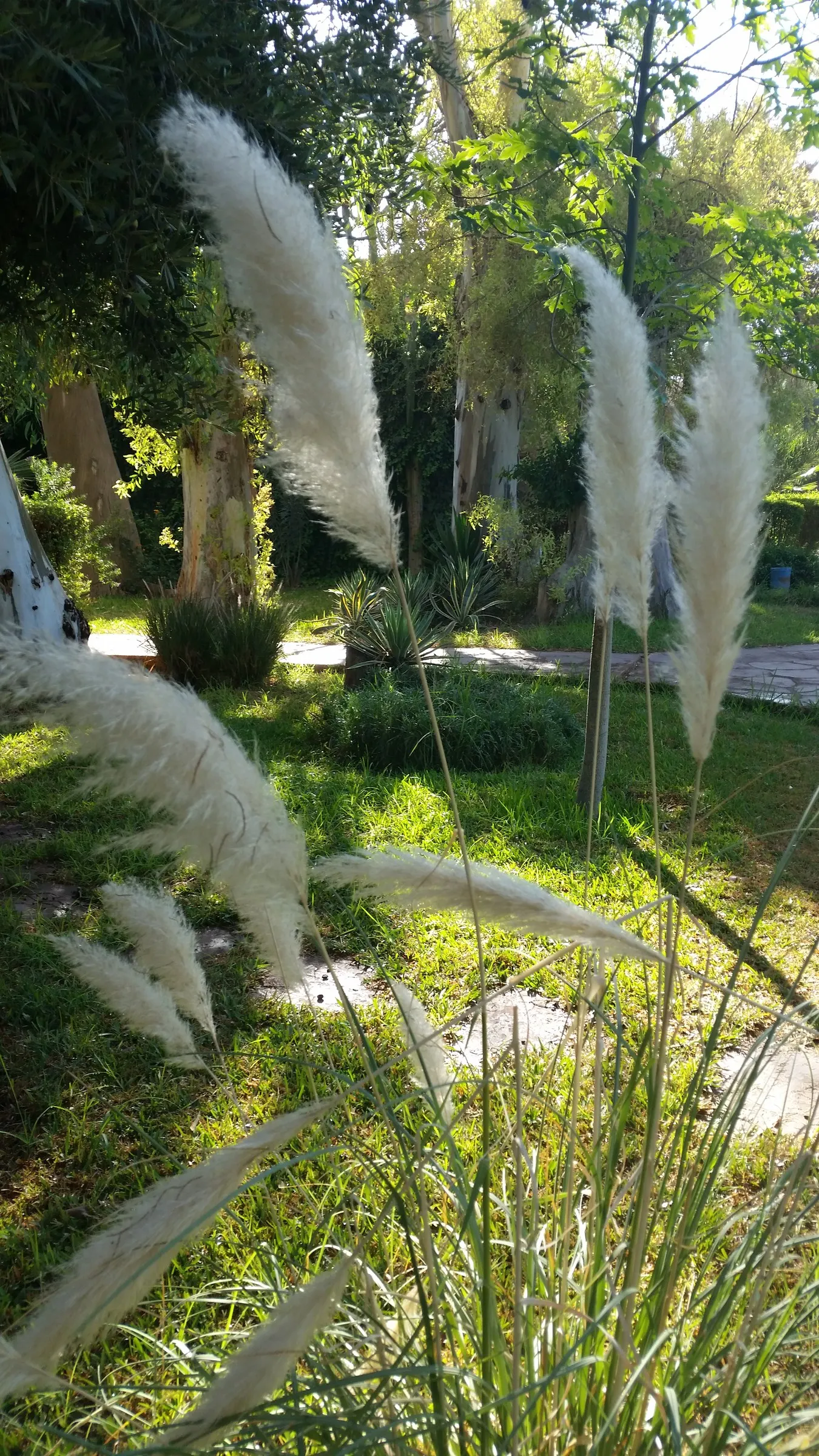 Pampas Grass (Cortaderia Selloana) — though it is important to note that it can become invasive if not managed properly.<br><br>In terms of care, image 65