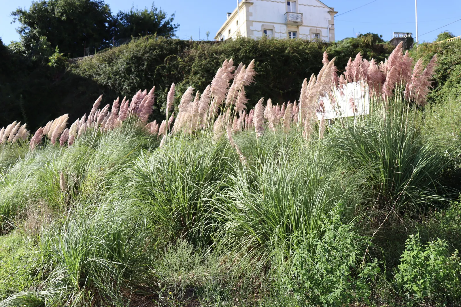 Pampas Grass (Cortaderia Selloana) — blade-like leaves that can measure up to 1 to 3 inches wide and tend to have sharp edges; thus; pink and white flowers in
