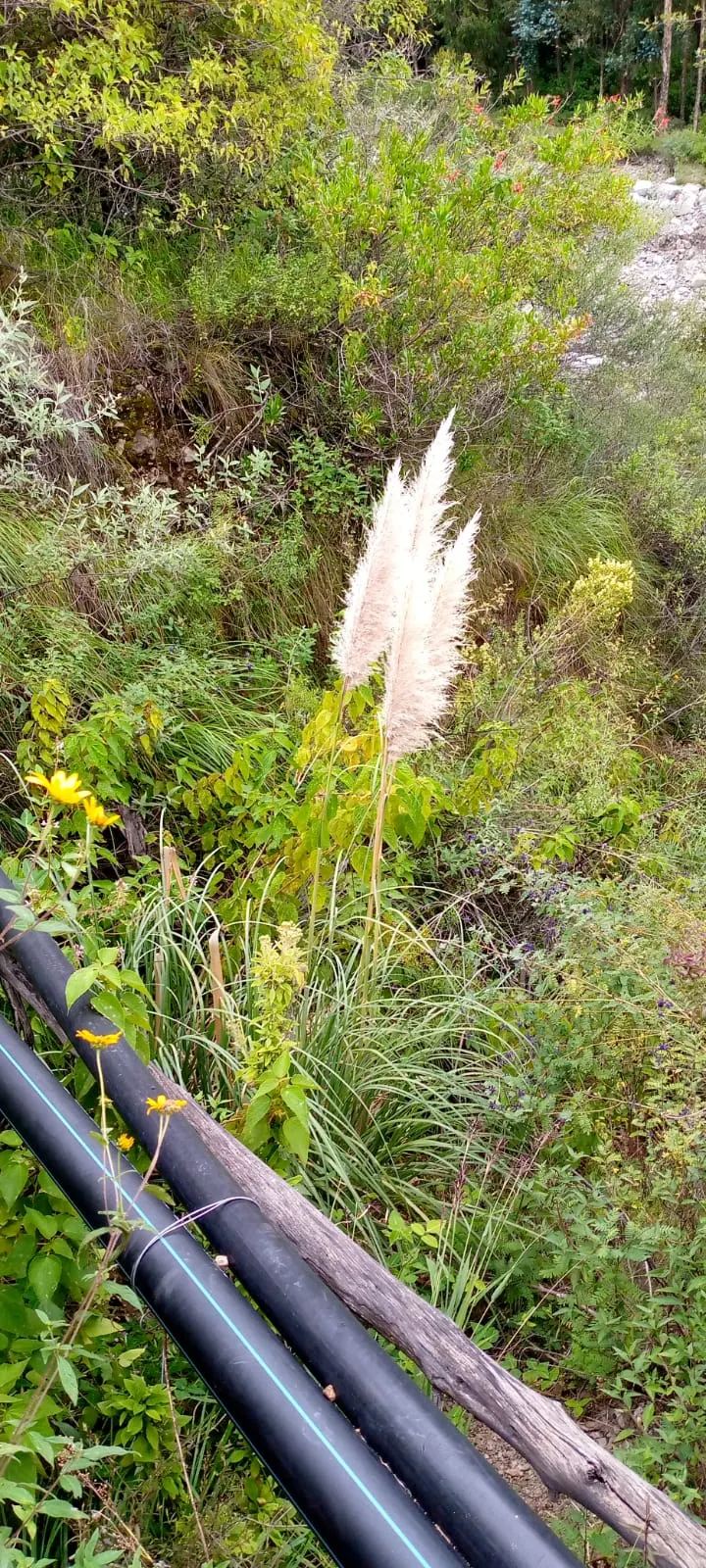 Pampas Grass (Cortaderia Selloana) — and can thrive on minimal care; tall perennial that can serve as a stunning focal point or a natural privacy barrier in a