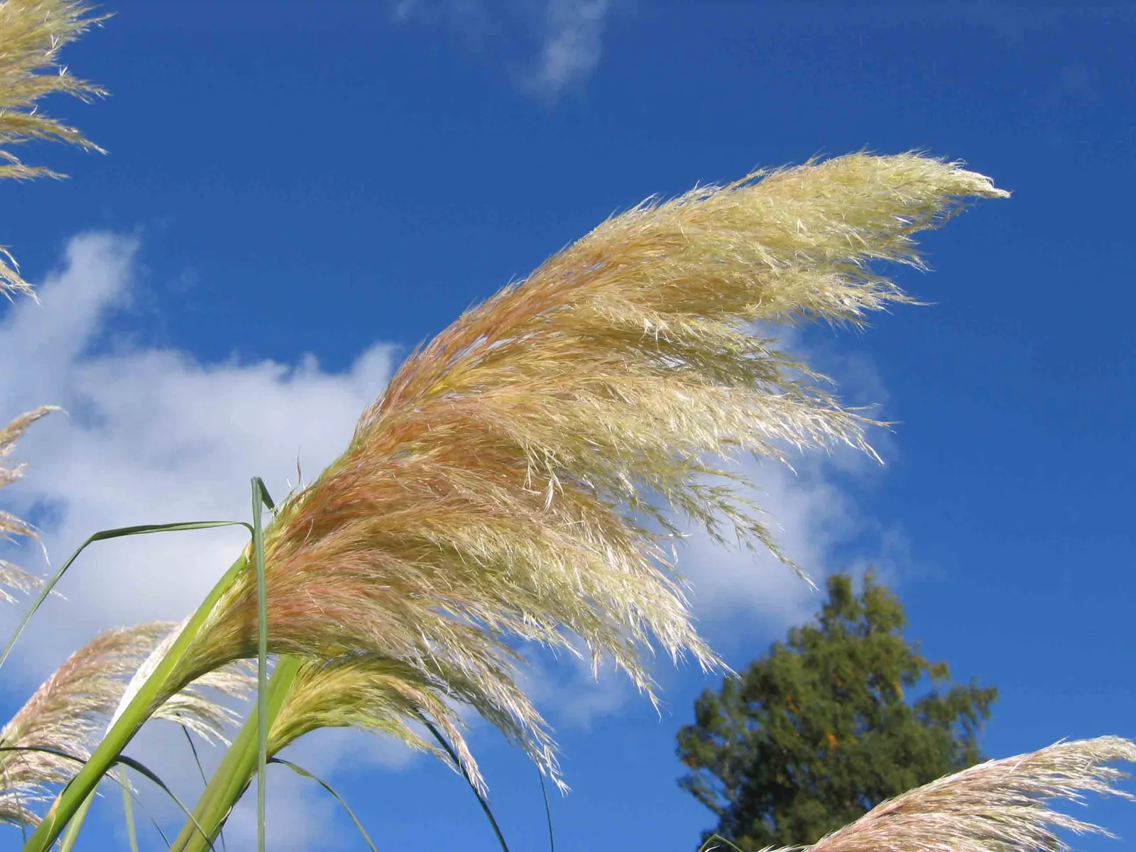 Pampas Grass (Cortaderia Selloana) — pink and white flowers in the garden; note its invasive behavior in some regions and sharp-edged leaves requiring mindful