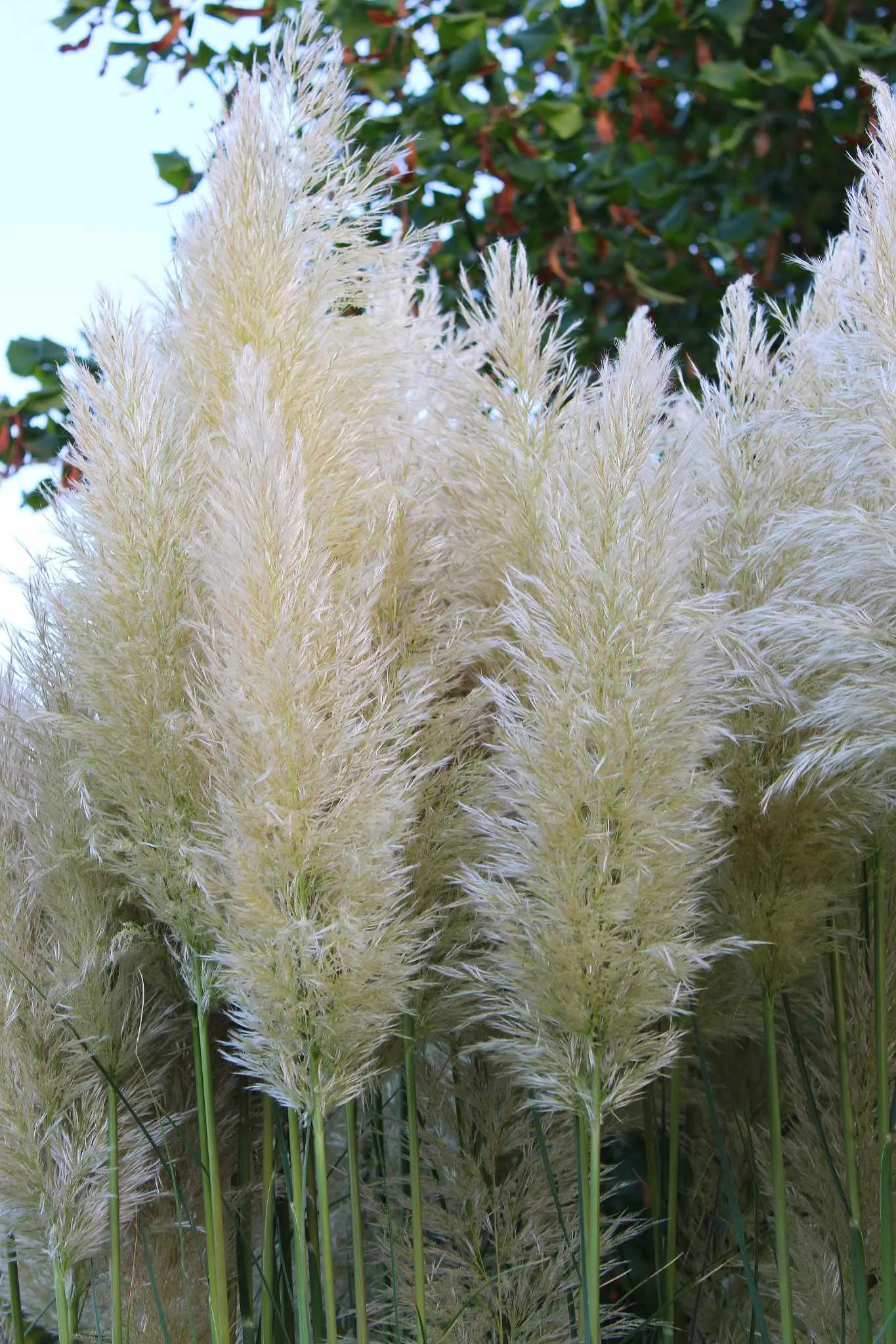 Pampas Grass (Cortaderia Selloana) — Preferring full sun, it thrives in USDA zones 7‚Äì11; originating from South America, it flourishes in USDA zones 7-11 and