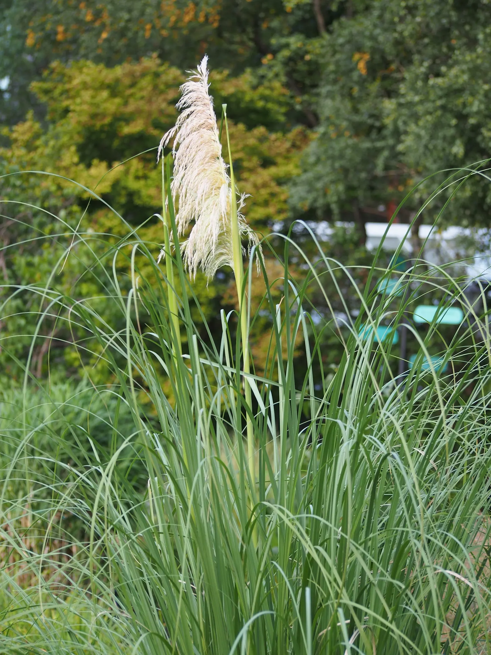 Pampas Grass (Cortaderia Selloana) — pink and white flowers in the garden; note its invasive behavior in some regions and sharp-edged leaves, image 67