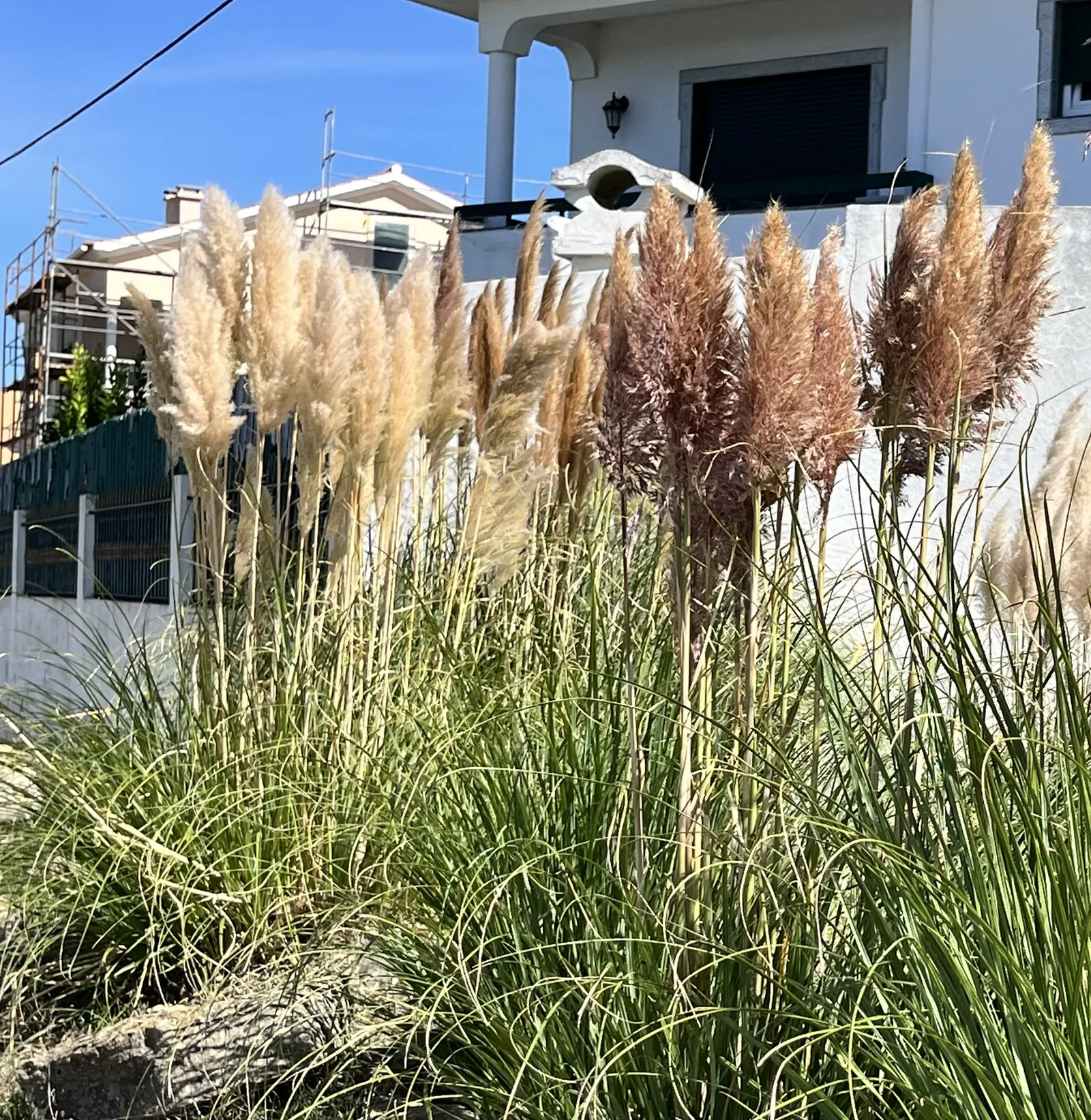 Pampas Grass (Cortaderia Selloana) — Renowned for its striking; care should be taken to place it away from high-traffic areas, image 71
