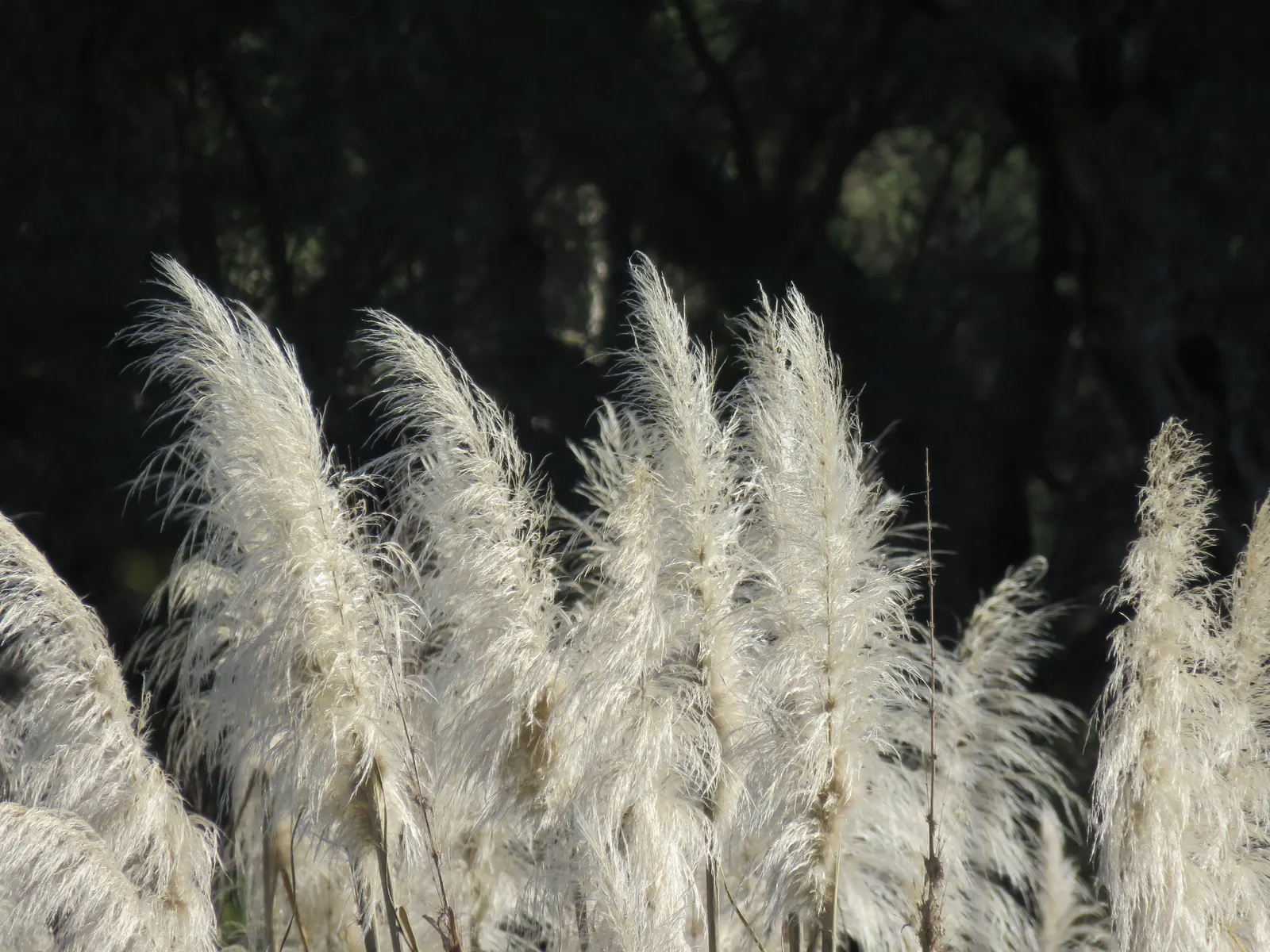 Pampas Grass (Cortaderia Selloana) — tall perennial that can serve as a stunning focal point or a natural privacy barrier in a garden; pampas Grass, image 77