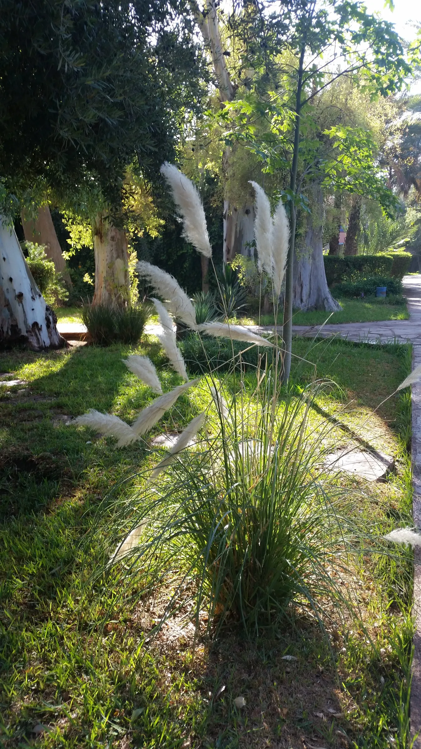 Pampas Grass (Cortaderia Selloana) — it is relatively low-maintenance; is a statement-making ornamental grass that can reach up to 10 feet in, image 63