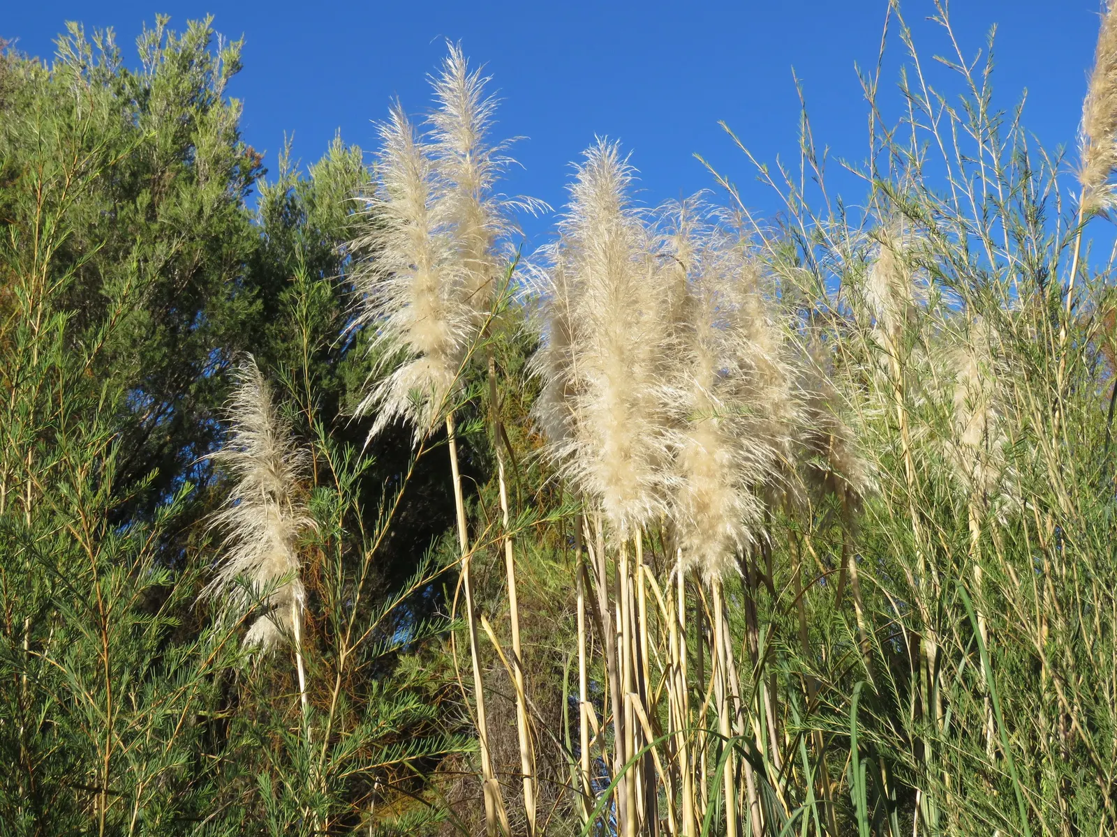 Pampas Grass (Cortaderia Selloana) — Note its invasive behavior in some regions and sharp-edged leaves requiring mindful placement; for successful, image 52